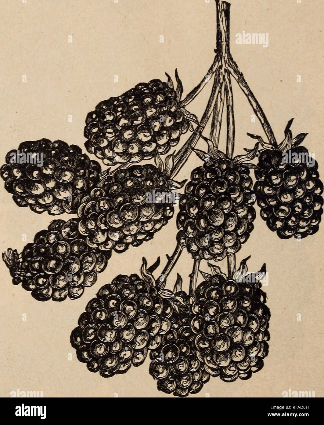 . Catalogue of fruit and ornamental trees : grape vines, small fruits, shrubs, plants, roses, &amp;c.. Nurseries (Horticulture) Illinois Normal Catalogs; Fruit trees Seedlings Catalogs; Fruit Catalogs; Trees Seedlings Catalogs. 10 ILLUSTRATED AND DESCRIPTIVE CATALOGUE &quot;Crandall. A native black seedling- of the Western Wild Currant, and much superior to any of the named varieties 3'et introduced; distinct from the European black varieties and without their strong odor; wonderfullj' productive, a strong, vigorous grower, usuall}'prodvicing a crop next year after planting, large size, )4 to  Stock Photo