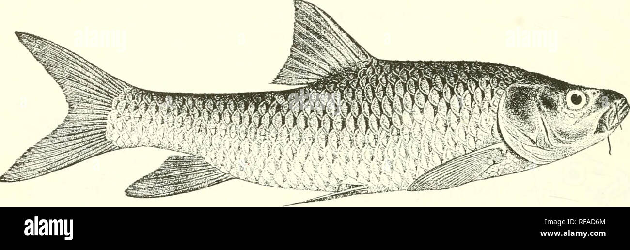 . Catalogue of the fresh-water fishes of Africa in the British Museum (Natural History). Fishes; Freshwater animals. 74 CTPEIXID.^. 35-37 % 3 between lateral line and ventral, 12 round caudal peduncle. Bluish or steel-blue above, whitish beneath ; fins dark grey. Total length 310 millim. Lake Tsana, Abyssinia. Fi-. 51.. Bnrhns â platy^tomus. Type(F. K). f 1-2. Typos. Bahardar. Mr. E. Degeu (C). 58. BARBUS ZAPHIIU. Bouleng. Ann. &amp; Macr. N. H. (7) xvii. 1906, p. 563. and Fish. Nile, p. 235, pi. xlv. fig. 1 (1907). Depth of body 3f times in total length, length of head 3J times. F.g. 52.. Ple Stock Photo