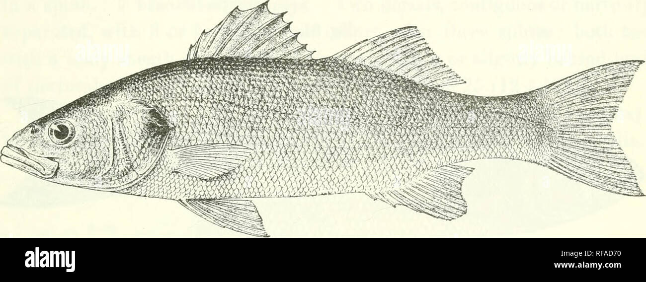 . Catalogue of the fresh-water fishes of Africa in the British Museum (Natural History). Fishes; Freshwater animals. MORONE. 103 Depth of body 3| to 4J times in total length, length of head 3 to 3| times. Snout 1| to 2 times diameter of eye, which is 5 to 7 times in length of head in adult; interorbital space wide, covered with cycloid scales; lower jaw slightly projecting; maxillary extending to below anterior third or centre of eye ; vomerine teeth forming a crescentic group ; 4 to 6 strong antrorse spines on lower border of praeoperculum; lower opercular spine stronger than upper. Gill-rake Stock Photo