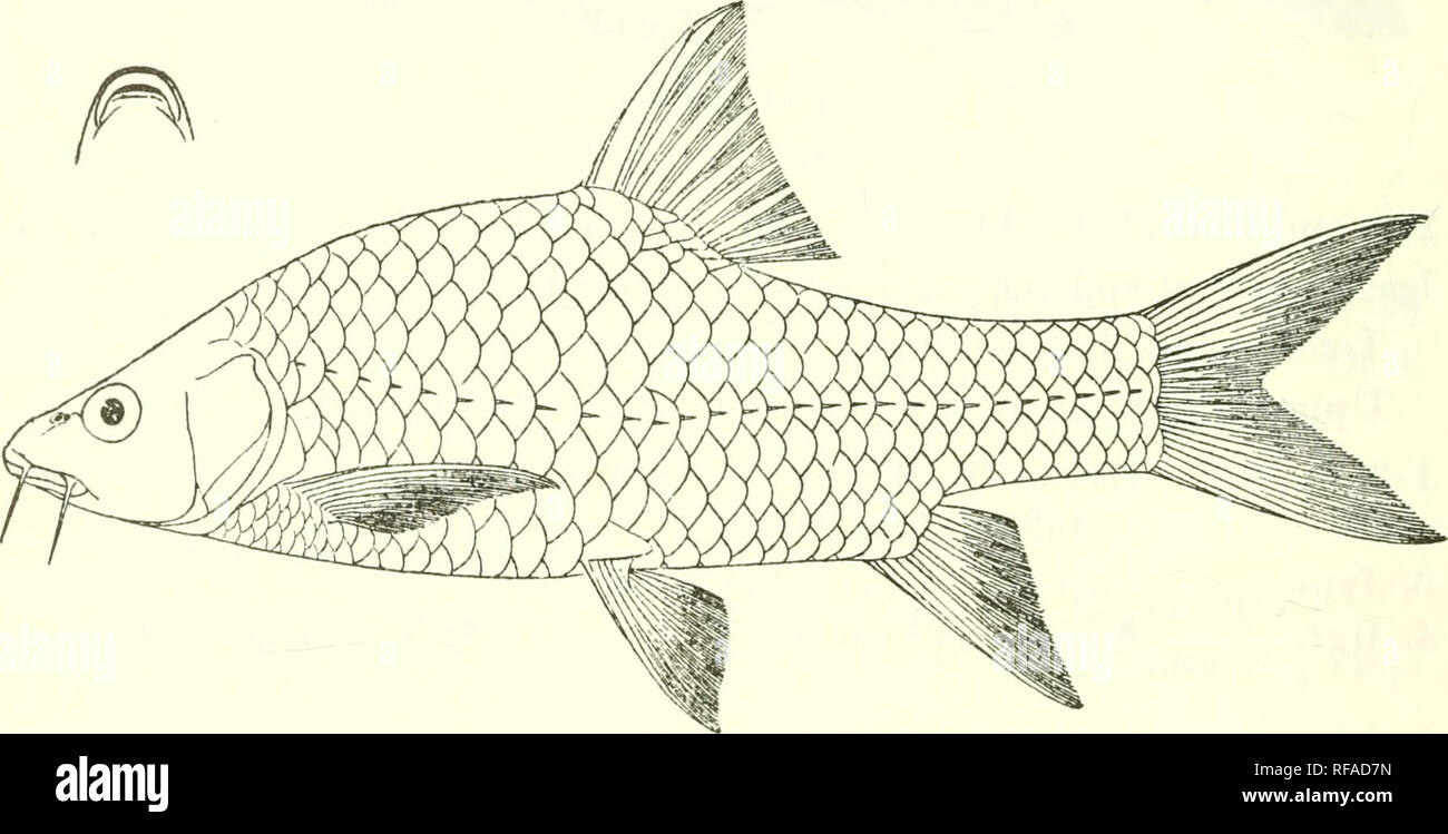 . Catalogue of the fresh-water fishes of Africa in the British Museum (Natural History). Fishes; Freshwater animals. 70 CYPlilNlD.E. Caudal peduncle 1-^ times as long as deep. Scales longitudinally striated, 30 p, 2| between lateral line and ventral, 12 round caudal peduncle. Olive above, lighter beneath. Total length 250 milhm. Burka River (Webi Shebeli), Southern Ethiopia.—Type in Paris Museum. 53. BARBUS BOTTEGI. Bouleng. Ann. &amp; Mag. N. H. (7) xvii. 1906, p. 563. Depth of body 8 to 3J times in total length, length of head 4 to 4^ times. Snout rounded, 3| to 3^ times in length of head ;  Stock Photo