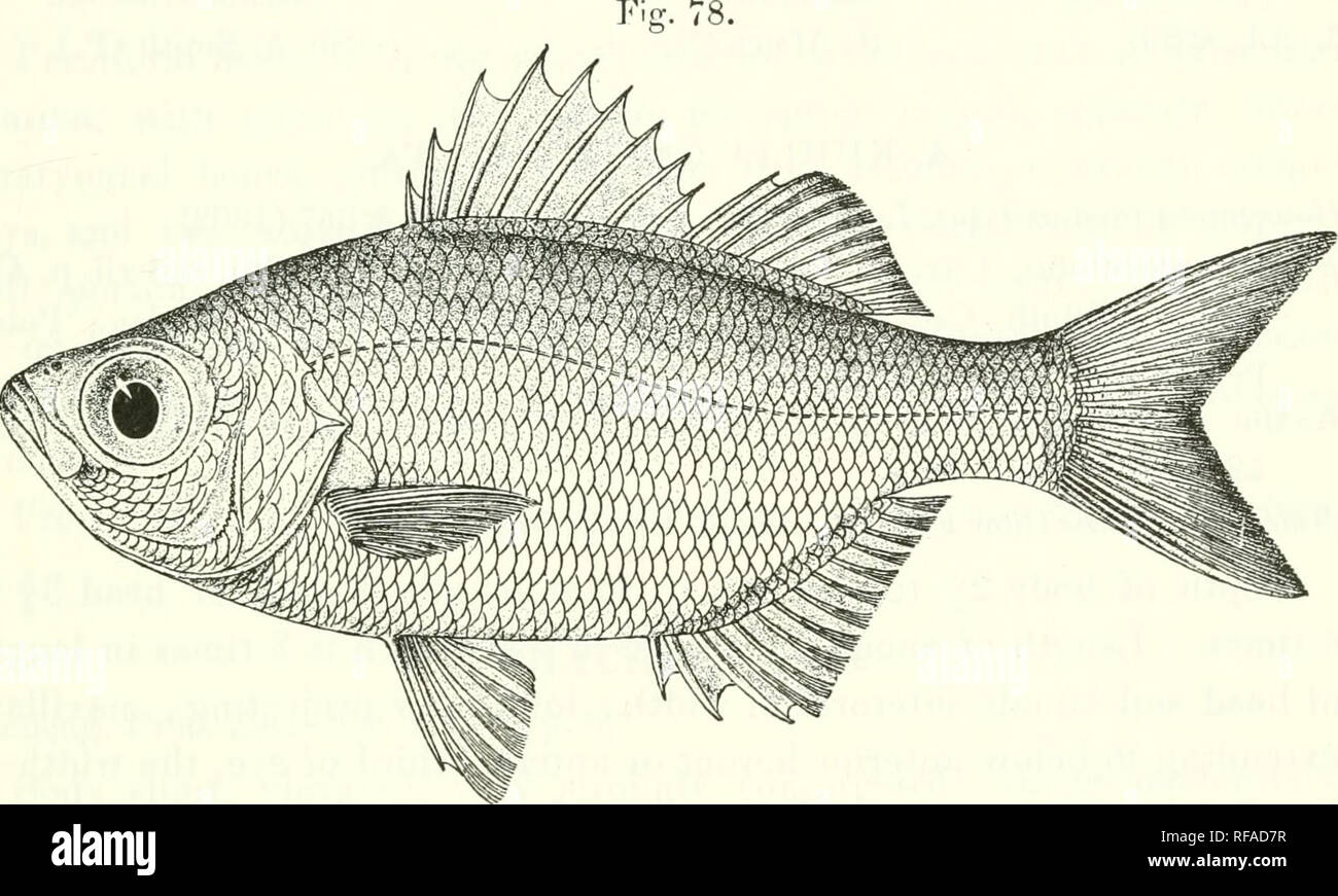 . Catalogue of the fresh-water fishes of Africa in the British Museum (Natural History). Fishes; Freshwater animals. KUIILTA. 97 KiiJtUapro.vlma, Kendall &amp; Goklsbor. Mem. Miis. (*onip. Zool. xxvi. 1011, p. 282, |)1. iii. fio-. 2. Kuldia sandvicensis^ Kendall &amp; Radcl. op. cit. xxxv. l'J12, p. lOG ; Regan, t. c p. 3«1. Kiihl'ia bplendens, IJegan, t. c. p. 37'J, fig.* Depth of body 2^ to 3^ times in total length, length of head 3 to 3-| times. Snout  to f diameter of eye, which is 2^ to 3 times in length of head; interorbital width 3 times in length of ht ad ; lower jaw projecting; maxil Stock Photo