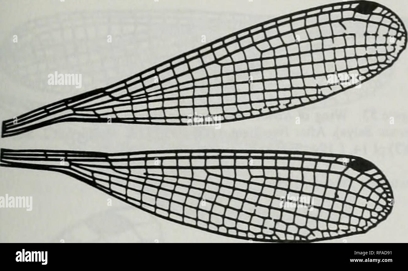 . Catalogue of the family-group, genus-group and species-group names of the Odonata of the world. Odonata; Odonata; Dragonflies; Dragonflies; Damselflies; Damselflies. Figures Xin.45 Zyg:Coe:Pla:Calicnen]idinae (continiud) LterUnckia Kimmins, 19S7 Z&gt;'g:Coe:Pla:CalicneiTiidinae (continued) Mctaaiemis Selys. 1863. Figure 380. Fronl wing of Metacnemis valida Selys. After Munz, 1919. Mem. imer. enL Soc. 3:pl 11. f 71 (b4328) Figure 376. Wings of LUftinckia ramosa Lieftinck. After Uefiinck. 1987. Tijdschr. EnL 129(9):276, f 13 (b3738] Lochmaeoaiemis Lieftinck, 1949 Oreocnemis Pinhey, 1971 a '. P Stock Photo