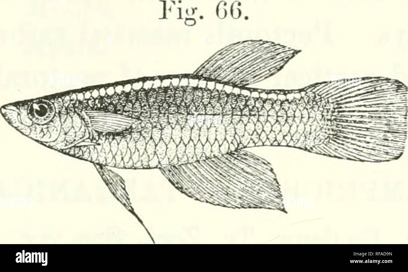 . Catalogue of the fresh-water fishes of Africa in the British Museum (Natural History). Fishes; Freshwater animals. PROCATOPUS. 79 1. PROCATOPUS NOTOTiENIA. Bouleng. 1. c. Body very strongly compressed, its depth equal to length of head and 3 to 3^ times in total length ; upper surface of head and anterior part of back quite flat. Snout as long as eye, the diameter of which is 3 to 3i times in length of head; mouth directed upwards, lower jaw projecting; interoibital width not quite half length of head; a long pointed fleshy process below the gill-cover, directed backwards. Dorsal 9-11, origi Stock Photo