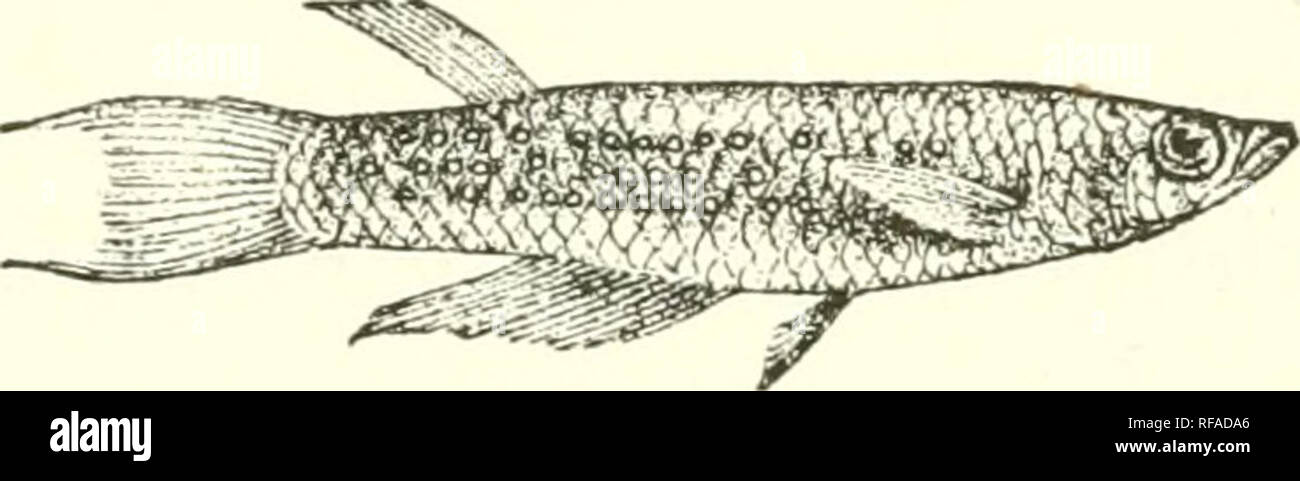 . Catalogue of the fresh-water fishes of Africa in the British Museum (Natural History). Fishes; Freshwater animals. 78 CYPEINODONTID^. 42. HAPLOCHILUS SINGA. Bouleng. Ann. Mus. Congo, Zool. i. p. 113, pi. xlvii. fig. 1 (1899), and Poiss. Bass. Congo, p. 34G (1901). Depth of body 4 J times in total length, length of head 3| times. Head flat above; snout broad, as long as eye ; mouth directed upwards, lower jaw projecting a little; eye 3|- times in length of head, 1^ times in interorbital width ; prseorbital very narrow. Dorsal 8, originating twice as far from eye as from root of caudal, above  Stock Photo