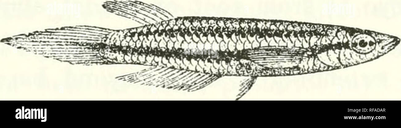 . Catalogue of the fresh-water fishes of Africa in the British Museum (Natural History). Fishes; Freshwater animals. HAPLOCHILUS. 77 front of ventrals; lateral line indicated by a series of pits. Yellowish brown, with two more or less distinct brown bands along each side, the upper extending- from above the gill-cover to the caudal peduncle, the lower from the eye to the caudal; breeding male brilliantly coloured with red, purple, and bine; fins whitish, yellowish, or grejish, un- spotted or (male) with round red or orange spots on the caudal, the Fi.r. 64.. IlaplochUus bifasciatus. Mongalla ( Stock Photo