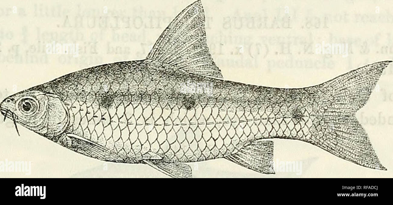 . Catalogue of the fresh-water fishes of Africa in the British Museum ...