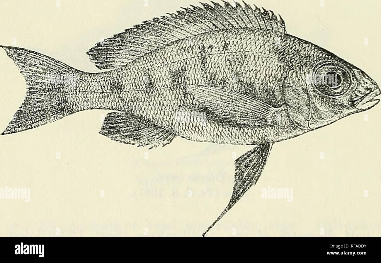 . Catalogue of the fresh-water fishes of Africa in the British Museum (Natural History). British Museum (Natural History); Fishes; Freshwater animals. 2GG CICHLIDJE. 94. TILAPIA GRANDOCULIS. Bouleng. Tr. Zool. Soc. xv. 1899, p. 94, pi. xix. fig. 6, Ann. Mus. Congo, Zool. i. p. 150, pi. liv. fig. 6 (1900), Poiss. Bass. Congo, p. 477 (1901), and Tr. Zool. Soc. xvii. 1906, p. 573. Ectodus face, Vaill. Bull. Mus. Paris, 1899, p. 221, and Res. Scient. Voy. E. Foa, p. 561 (1908). Ophthalmotilapia face, Pellegr. Mem. Soc. Zool. France, xvi. 1904, p. 345. Depth of body 3 to 3f times in total length, l Stock Photo