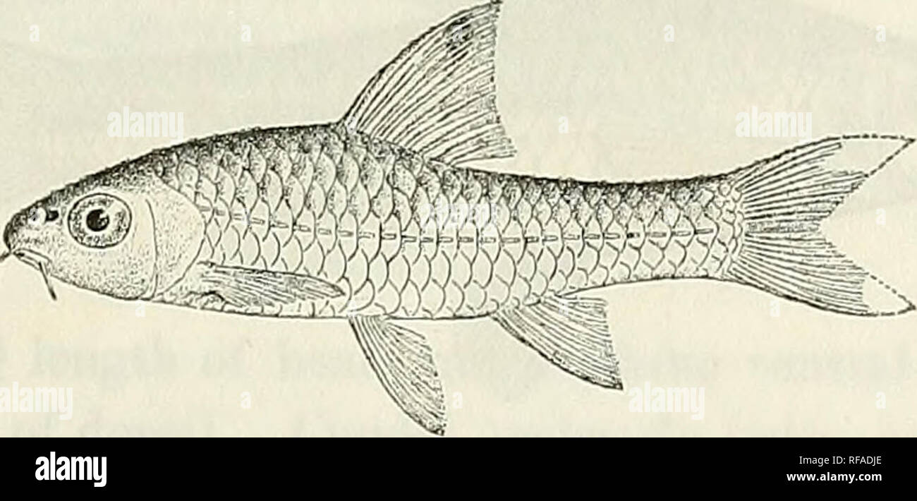 . Catalogue of the fresh-water fishes of Africa in the British Museum (Natural History). British Museum (Natural History); Fishes; Freshwater animals. BABBUS. 157 the dorsal scales darker at the base; a black straight lateral band, from the end of the snout, through the eye, to the base of the caudal; fins white, dorsal greyish in front. Total length 85 millim. Liberia, Gold Coast, Old Calabar.—Type in Leyden Museum. 1-10. Ad. &amp; hgr. Kotchwah Rv Gold Coast. R. B. N. Walker, Esq. (P.). Infoan, Gold Coast. 11-17. Hgr. &amp; yg. 18-21. Hgr. 22-25. Ad. &amp; hgr. 26. Ad. Akropong, „ Atesu R.,  Stock Photo