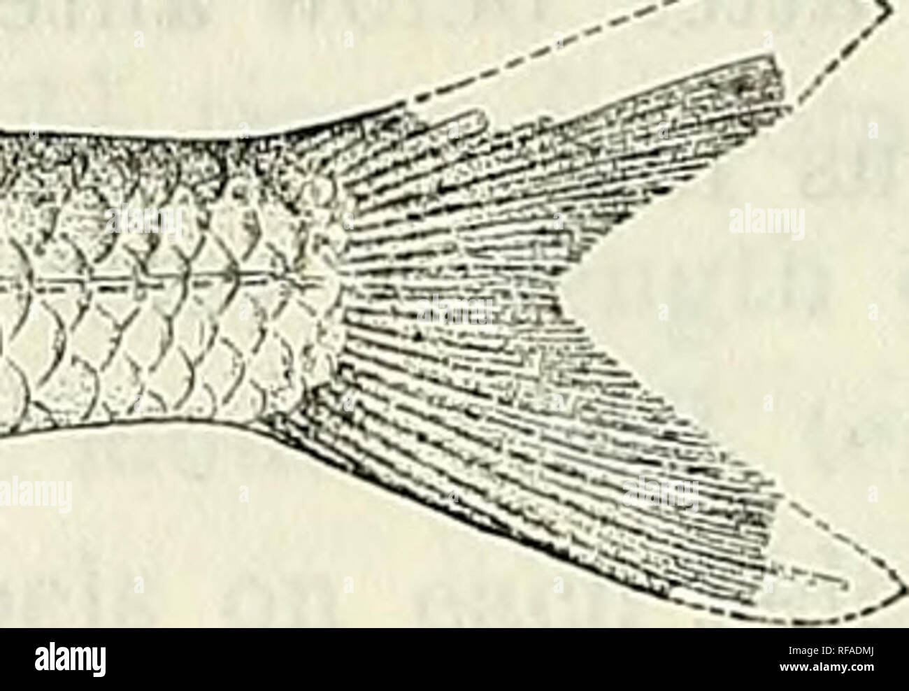 . Catalogue of the fresh-water fishes of Africa in the British Museum (Natural History). British Museum (Natural History); Fishes; Freshwater animals. Barbus banguelensis. Type. Scales 28 p, 2 between lateral line and ventral, 12 round caudal peduncle. Silvery, brownish on the back, posterior border of scales blackish; a black streak along the side of head, passing through the eye; fins greyish. Total length 90 millim. Lake Bangwelu. 1. Type. L. Bangwelu. F. H. Melland, Esq. (P.). 146. BARBUS INERMIS. Barbvs (Dangila) inermis, Peters, Mon. Berl. Ac. 1852, p. 683. Barbus inermis, Giinth. Cat. F Stock Photo