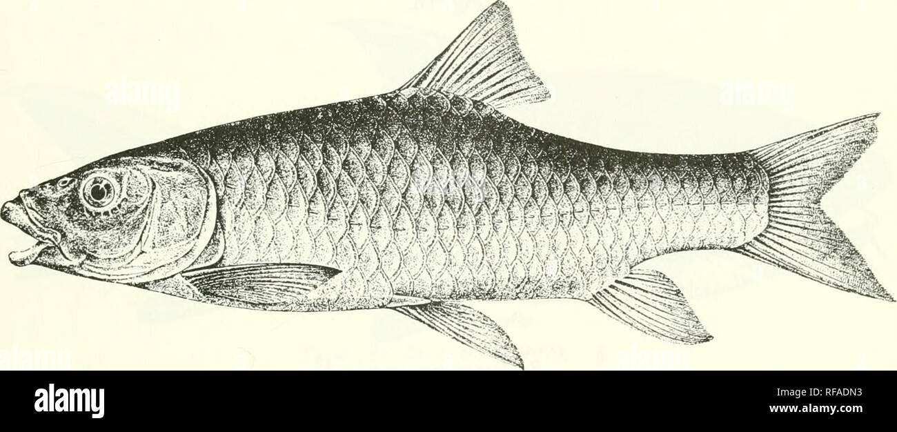 . Catalogue of the fresh-water fishes of Africa in the British Museum (Natural History). Fishes; Freshwater animals. BARBUS. 35 times in total length. Snout roim'led, 2f to Sj times in length of head; eye 3J (young) to 6f times in length of head, interorbital width 2f to 3 times ; mouth subinferior, its width 3 to 4 times in length ot head; lips well developed, sometimes produced in the middle, lower continuous across chin; two barbels on each side, anterior f to f diameter of eye, posterior as long as eye or slightly shorter. Dorsal III 9 (rarely 8), equally distant from occiput and from root Stock Photo