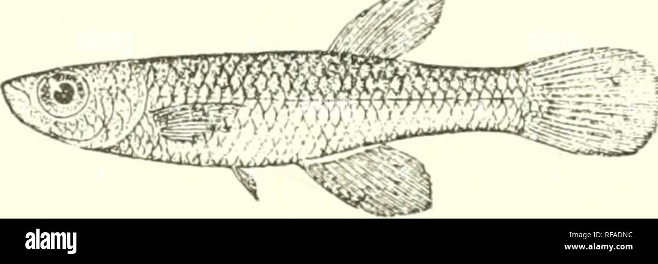 . Catalogue of the fresh-water fishes of Africa in the British Museum (Natural History). Fishes; Freshwater animals. 4 4 CYPRINODONTID.E. 1. HAPLOCHILUS ANTINORII. Vincig. Anil. Mas. Gcnova, win. 1883, p. 603, fig.; Bouleng. P. Z. S. 1903, ii. p. 333. Depth of body 4 to 4^ times in total length, length of head 3 to 3| times. Head flat above; snout short, much shorter than eye; mouth directed upwards, lower jaw strongly projecting; eye 2| to 3 times in length of head, 1^ times in interorbital width, a little shorter than post- ocular part of head ; prseorbital about ^ diameter of eye. Dorsal 10 Stock Photo