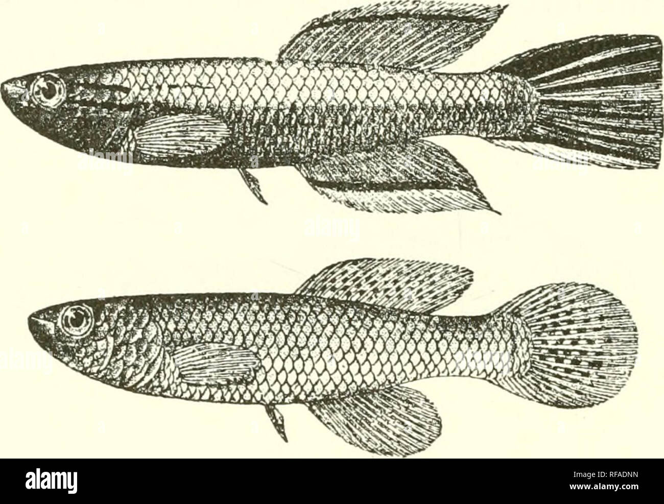 Catalogue of the fresh-water fishes of Africa in the British Museum (Natural History). Fishes; Freshwater animals. 38 CYPlllNODOXTIDJ-:. 15. FUNDULUS SJOESTEDTL , Ofv, Ak. Fih-li. Stockli. ISDo, p. IIM ; Kachow, Catalogue of the fresh-water fishes of Africa in the British Museum (Natural History). Fishes; Freshwater animals. 38 CYPlllNODOXTIDJ-:. 15. FUNDULUS SJOESTEDTL , Ofv, Ak. Fih-li. Stockli. ISDo, p. IIM ; Kachow,