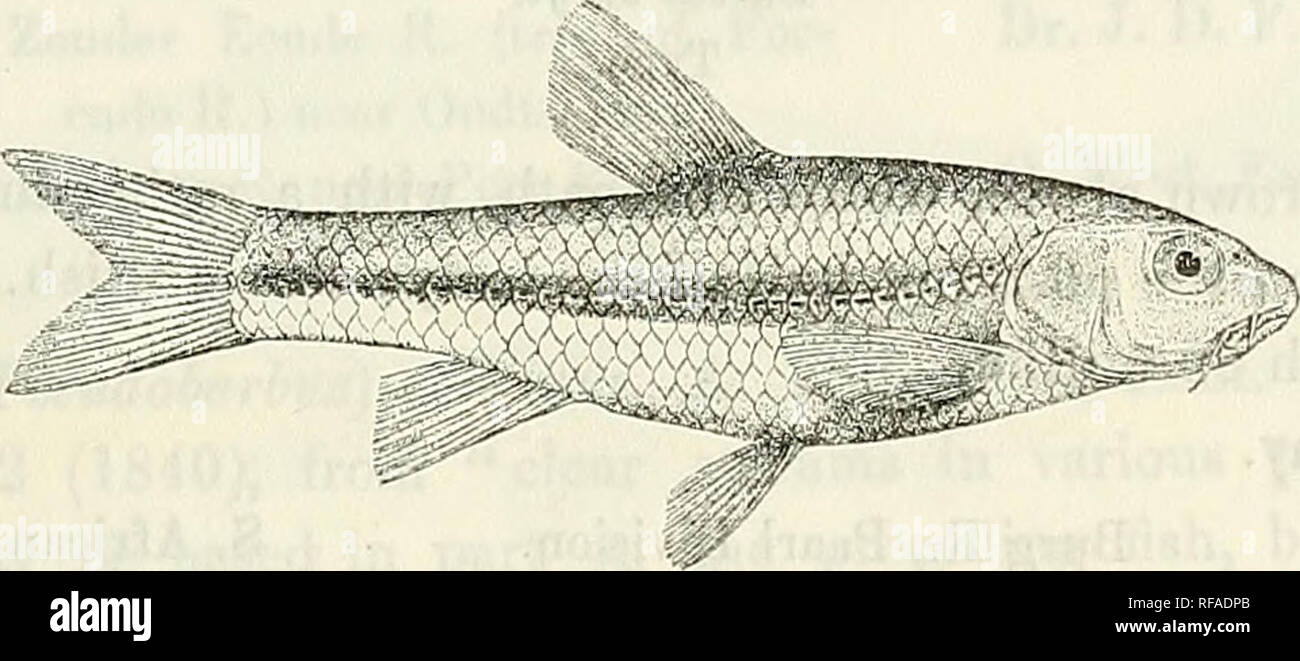 . Catalogue of the fresh-water fishes of Africa in the British Museum (Natural History). British Museum (Natural History); Fishes; Freshwater animals. BARBUS. 147 139. BARBUS MOTEBENSIS. Steind. Sitzb. Ak. Wien, ciii. i. 1894, p. 153, pi. li. fig. 2. Depth of body equal to length of head, about 3^ times in total length. Snout rounded, 3 times in length of head ; eye 4^ times in length of head, interorbital width 3 times; mouth small, subinferior; two barbels on each side, anterior about 5 as long as posterior, which is a little longer than eye. Dorsal III 7, equally distant from eye and from c Stock Photo