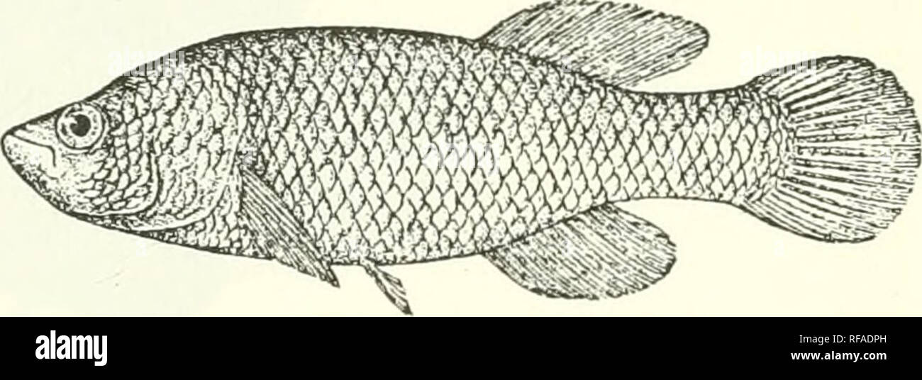 . Catalogue of the fresh-water fishes of Africa in the British Museum (Natural History). Fishes; Freshwater animals. Fimdulus nenmanni. d 2 , types. peduncle as long as deep, or slightly longer than deep. 80-32 scales in longitudinal series, 32-36 round body in front of ventrals ; no indication of lateral line. Uniform brownish yellow; male with some carmine spots on the liead and some reddish on the caudal. Total length 60 millim. German East Africa.—Types in Berlin Museum. 1-?,. Three o£ the types. North Ugogo. Prof. 0. Neumann (C). 13. FUNDULUS GUENTHERI. FinuhilKS orthonotus, part., PLayf. Stock Photo