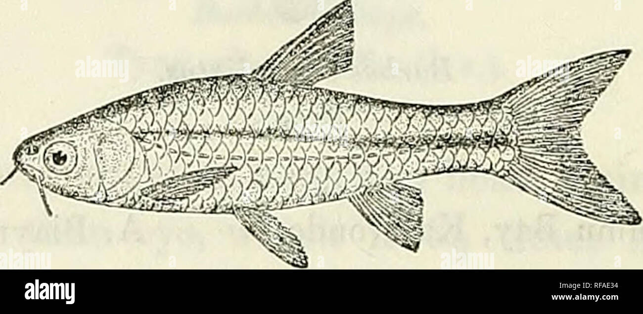 . Catalogue of the fresh-water fishes of Africa in the British Museum (Natural History). British Museum (Natural History); Fishes; Freshwater animals. 130 CYPRINIDJE. 120. BARBUS KERSTENH. Peters, Mon. Berl. Ac. 1868, p. 601, and Decken's Reise O.-Afr. iii. p. 146 (1869); Pfeff. Thierw. O.-Afr., Fische, p. 55 (1896); Hilgend. Zool. Jahrb., Syst. xxii. 1905, p. 414. Barhus nigrolinea, Pfeff. Jahrb. Hamb. Wiss. Anst. vi. 2, 1889, p. 19, and s. 2, 1893, p. 36, pi. i. fig. 3. Depth of body 3^ to 3^ times in total length, length of head 3J to 3§ times. Snout rounded, as long as or a little shorter  Stock Photo