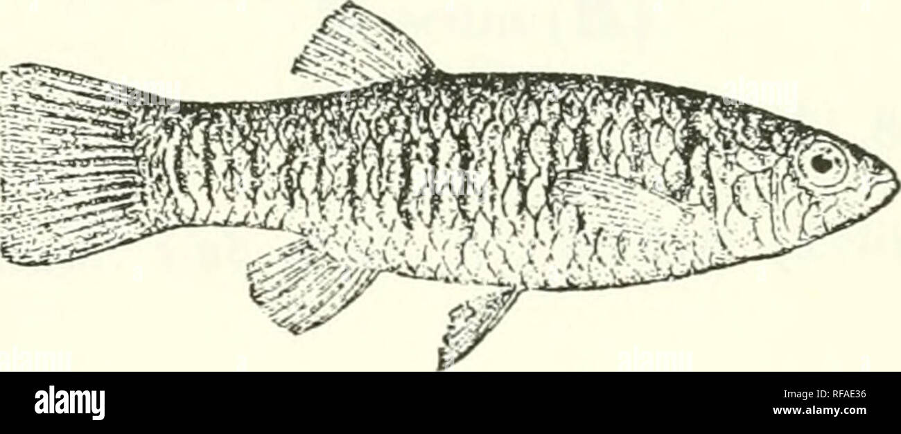 . Catalogue of the fresh-water fishes of Africa in the British Museum (Natural History). Fishes; Freshwater animals. 1-12. Ad. &amp; lioT. 13-15. Tyi)es. lG-21. Ad. 22. Skel. 23-50. 51-5G. 57-78. Types of C doUczkauns.. Cyprinodon disjxir. d 2 , types, Abyssiuia (F. N.). KliorArbat, fresli-water stream A. L. Butler, E.sq. (P.). rniiniiig oiit of the moun- tains N. of Suakin. ('oast of Abyssinia. Muscat. Gala, near Muscat. Makulla, Persia. Cutch. Dr. Riippell (C). Col.A.S. CI. JaYakar(P.). E.LortPhillips, Esq. (P.). Dr. F. Stoliczka (C.) ; F. Day, Esq. (P.). 3. (TPRINODON IBERUS. Cuv. &amp; Val Stock Photo