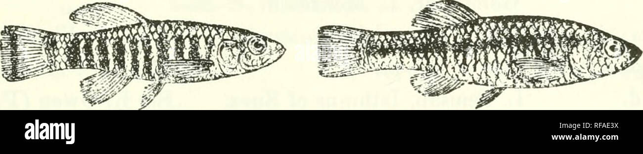. Catalogue of the fresh-water fishes of Africa in the British Museum (Natural History). Fishes; Freshwater animals. CYPRINODON. 19 Cyj)rinodon fasciatus^ Cuv. &amp; Val. t. c. p. 156 ; Martens, Arcli. f. Nat. xxiv. 1858, p. 153, pi. iv. fig. 4 ; Giinth. t. c. p. 303 ; Sauv. op. cit. p. 8. Cijjn'inodon hammonis, Cuy. &amp; Val. t. c. p. 169 ; Martens, t. c. p. 155, pi. iv. fig. 5 ; Sauv. op. cit. p. 10, pi. iii. figs. 3 &amp; 4. Ci/prinodon dispar (non Riipp.), Giinth. Proc. Zool. Soc. 1859, p. 474. Ci/jJrinodon a/anogaster, Guichen. Rev. &amp; Mag. Zool. (2) xi. 1859, p. 378. Cyprinodon dolia Stock Photo