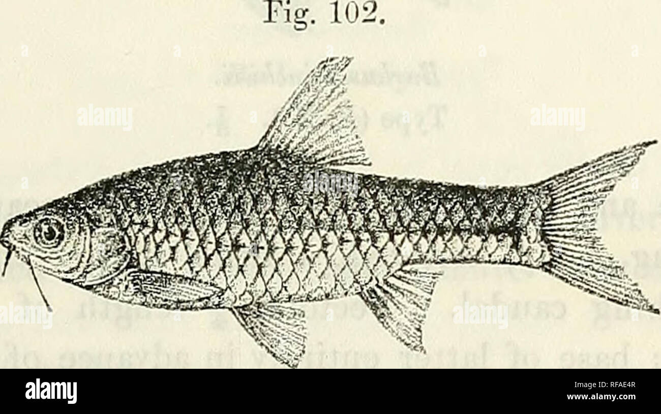 . Catalogue of the fresh-water fishes of Africa in the British Museum (Natural History). British Museum (Natural History); Fishes; Freshwater animals. BARBUS. 125 a greyish stripe along each side of the body above the lateral line; a small blackish spot at base of caudal. Total length 120 millim. Lake Tanganyika. 1-3. Types. N. end o£ Tanganyika. Prof. J. E. S. Moore (C). 4-8. Hgr. &amp; yg. Kituta. Dr. W. A. Cunnington (C). 113. BARBUS LUMIENSLS. Bouleng. Ann. &amp; Mag. N. H. (7) si. 1903, p. 52, pi. v. fig. 2. Depth of body 3J times in total length, length of head 4 times. Snout rounded, as Stock Photo