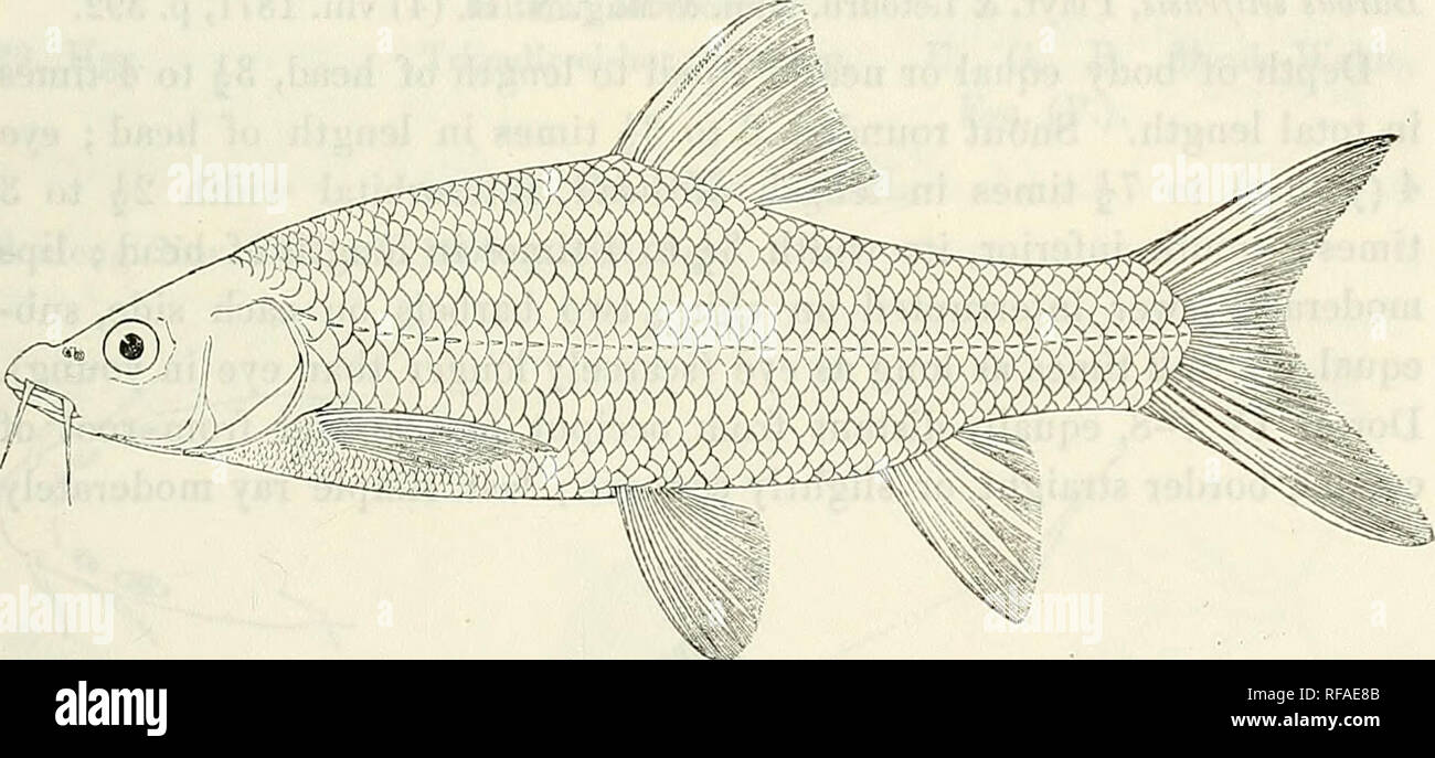 . Catalogue of the fresh-water fishes of Africa in the British Museum (Natural History). British Museum (Natural History); Fishes; Freshwater animals. BARBUS. 109 96. BARBUS CALLENSIS. Cuv. &amp; Val. Hist, Poiss. xvi. p. 147 (1842) ; Guichen. Explor. Sc. Alg., Poiss. p. 93 (1850). ? Barbus leptopogon (Agass.), Bonap. Icon. Faun. Ital., Pesc. pi. —. fig. 3 (1839). Barbus callensis, part., Giinth. Cat. Pish. vii. p. 92 (1868) ; Playf. &amp; Letourn. Ann. &amp; Mag. N. H. (4) viii. 1871, p. 392. Depth of body 3J to 4 times in total length, length of head about the same. Snout rounded, 3 times in Stock Photo