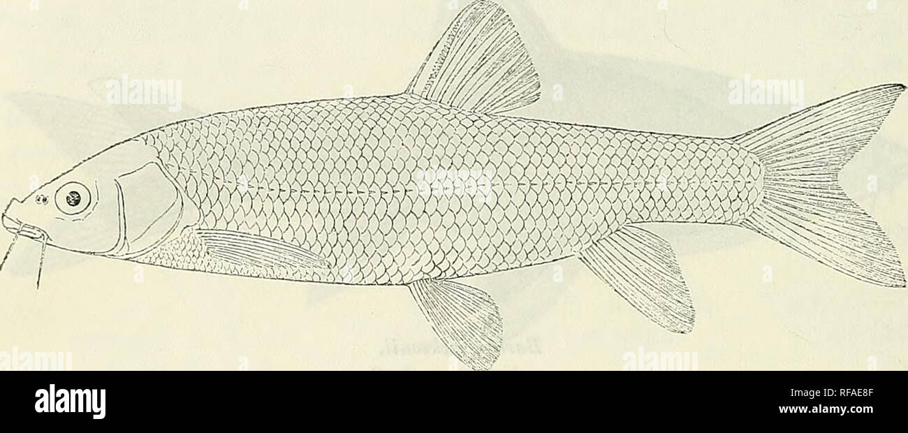 . Catalogue of the fresh-water fishes of Africa in the British Museum (Natural History). British Museum (Natural History); Fishes; Freshwater animals. 108 CYPEINID^E. 95. BARBUS BISOARENSIS, sp. n. Barbus cdllensis, part., Giinth. Cat. Fish. vii. p. 92 (1868) ; Playf. &amp; Letourn. Ann. &amp; Mag. N. H. (4) viii. 1871, p. 392. Depth of body 4 to 4J times in total length, length of head 8-| to 4 times. Snout rounded, 3 times in length of head; eye 4 (young) to 5 times in length of head, interorbital width 2f to 3 times ; mouth terminal or subinferior, its width 3f to 4 times in length of head  Stock Photo