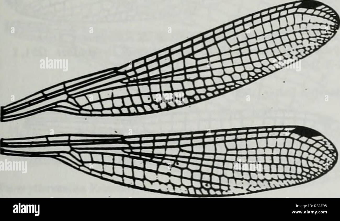 . Catalogue of the family-group, genus-group and species-group names of the Odonata of the world. Odonata; Odonata; Dragonflies; Dragonflies; Damselflies; Damselflies. Zyg:Coe:Coe:Coenagrionlnae Austroagrion Tillyard, 1913 Figure 236. Pan of hind wing of Austroagrion cyane Selys. After Munz, 1919. Mem. amer. enL Soc 3^)116. f 113 (b4328] Austroagrion Tillyard, 1913 figure 233. Wings of Palaiargia charmosyna Lieftinck (as Pala'uirgia charmoiyma). After Belyshev &amp; Hanlonov, 1978. Deieiminer of Dragonllies :257, f 184-3 [b0695) PipuargU Lieftinck, 1938. Please note that these images are extra Stock Photo