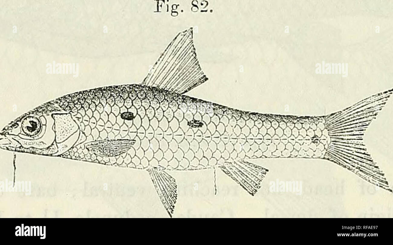 . Catalogue of the fresh-water fishes of Africa in the British Museum (Natural History). British Museum (Natural History); Fishes; Freshwater animals. 104 CYPKINIDvF.. Barbus katangcv, Bouleng. Ann. Mus. Congo, Zool. i. p. 132, pi. xlix. fig. 1 (1900), and Poiss. Bass. Congo, p. 221 (1901). Barbus decipiens, Bouleng. Ann. &amp; Mag. N. H. (7) xix. 1907, p. 492. Depth of body 3 to 4 times in total length, length of head 3f to 4^ times. Snout rounded, as long as or a little longer than eye in adult; eye 3 to 4^ times in length of head, interorbital width 2 to 2-f times; mouth subinferior, with  Stock Photo