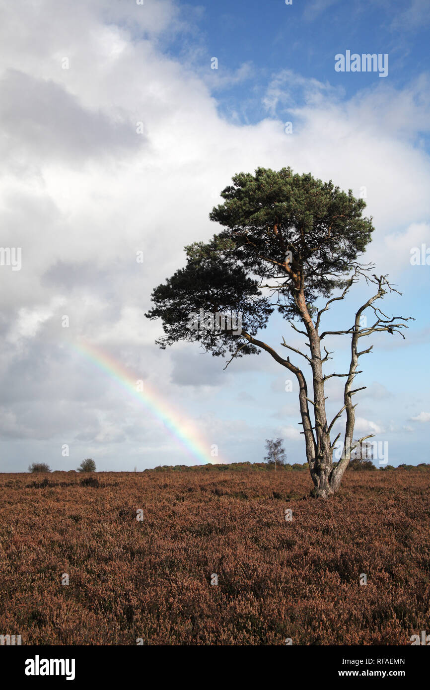 Rainbow and Scots pine Pinus sylvestris on heathland Furzy Brow New Forsest National Park Hampshire England UK Stock Photo