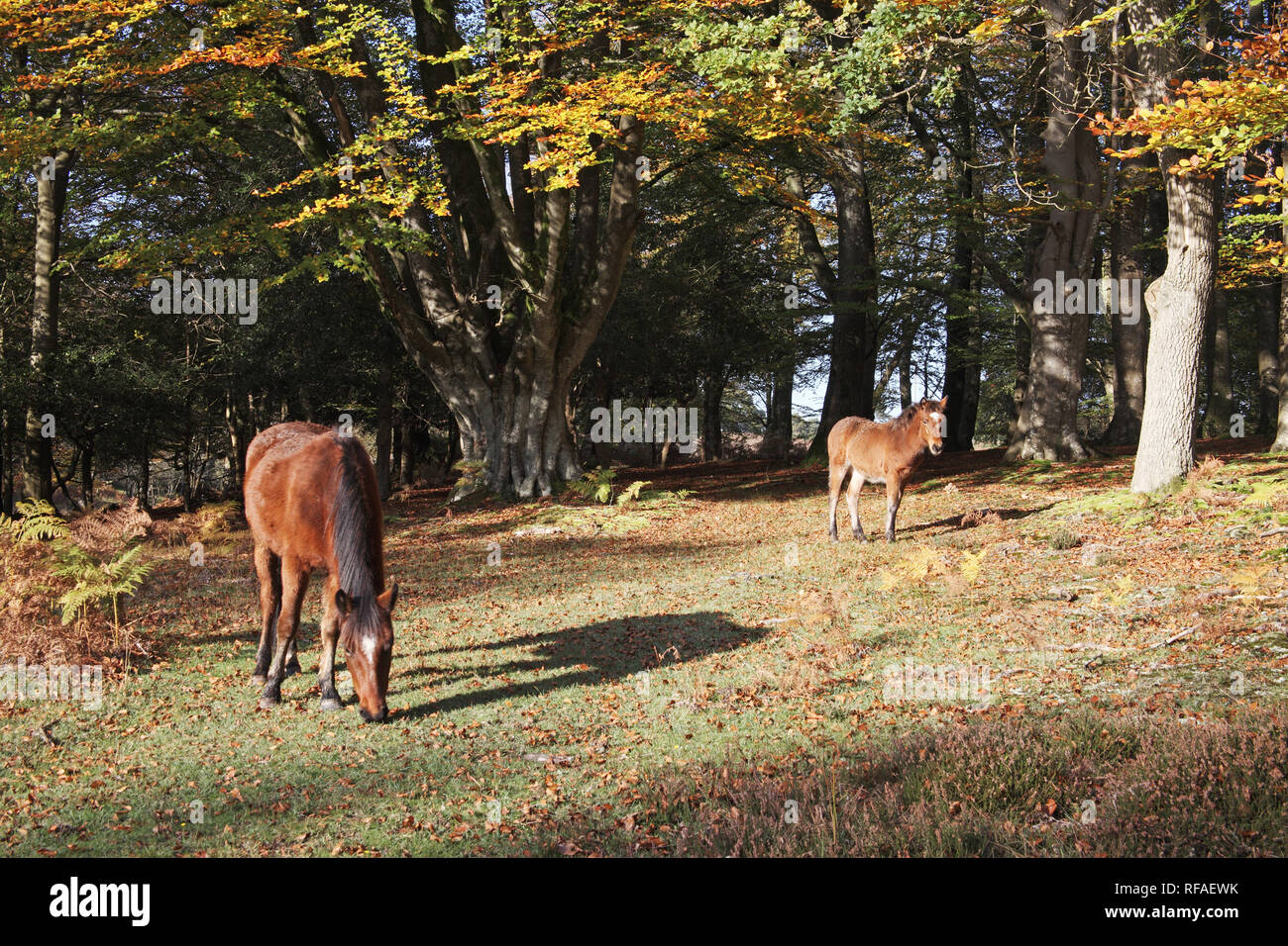 Ponies in beech woodland Sir Dudley's Ride Berry Beeches New Forest National Park Hampshire England UK Stock Photo