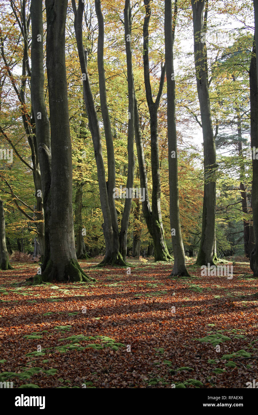 Beech Woodland Sir Dudley s Ride Berry Beeches New Forest National Park beech-woodland-sir-dudley-s-ride-berry-beeches-new-forest-national-park
