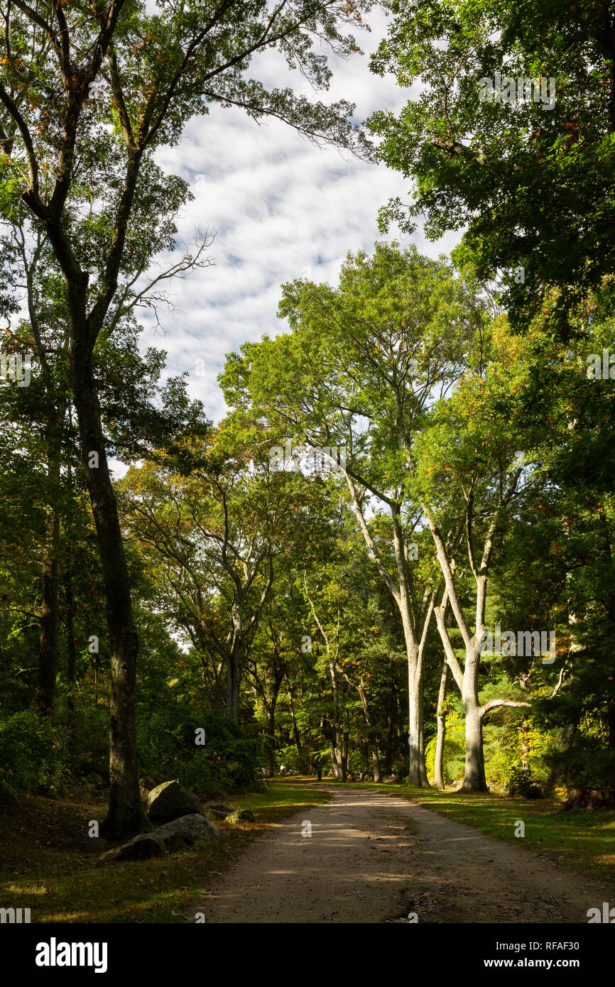 Large hardwood trees growing above the Battle Road Trail in the early