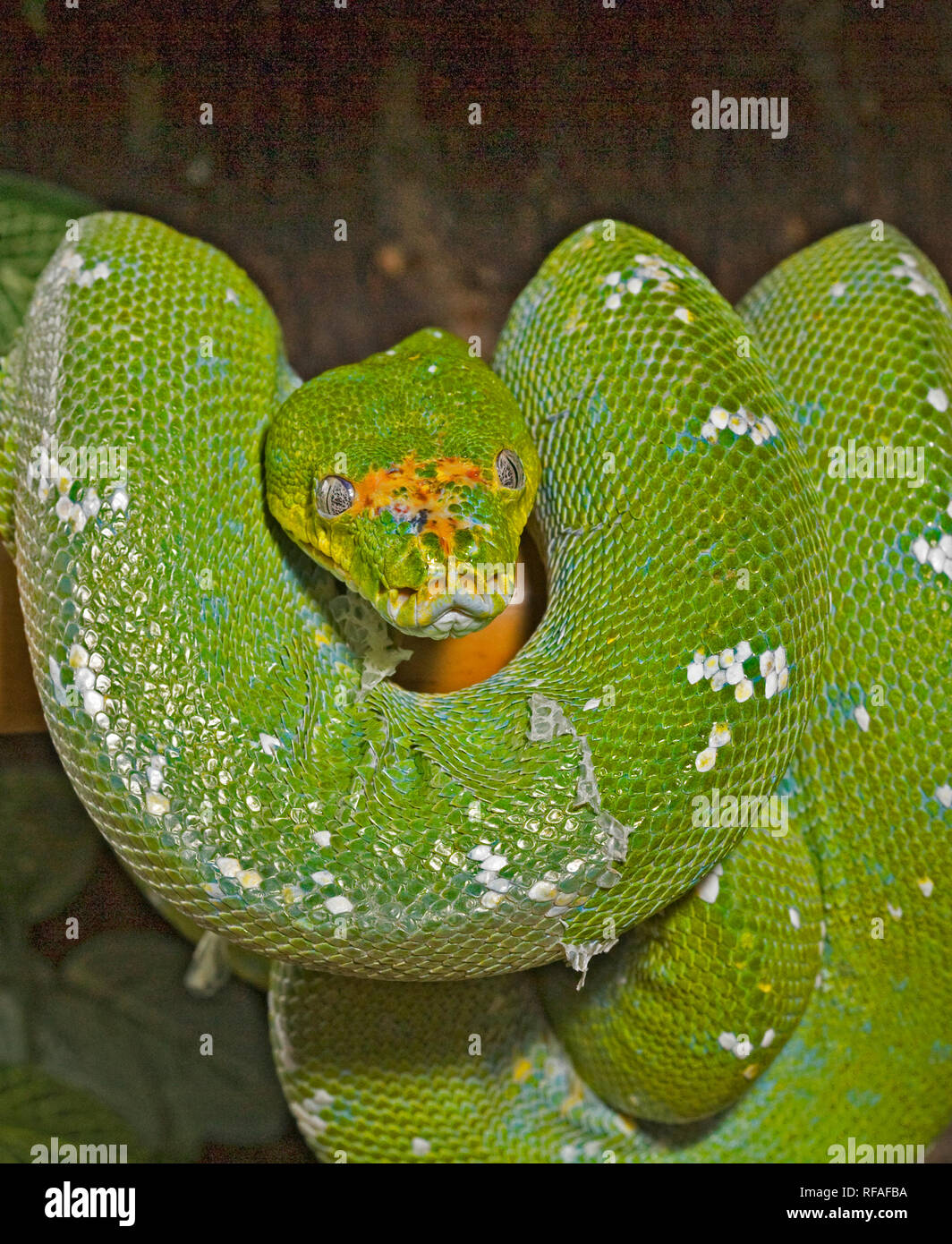 A docile green tree python (Morelia viridis),found wild in New Guinea, some islands in Indonesia, and Cape York Peninsula in Australia. Its numbers ar Stock Photo
