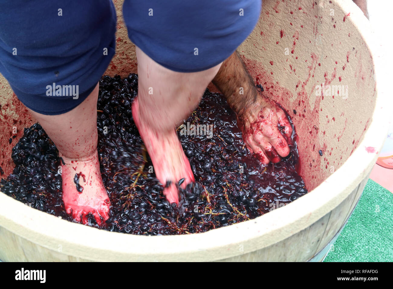Feet and hand stomping grapes in competition Stock Photo Alamy