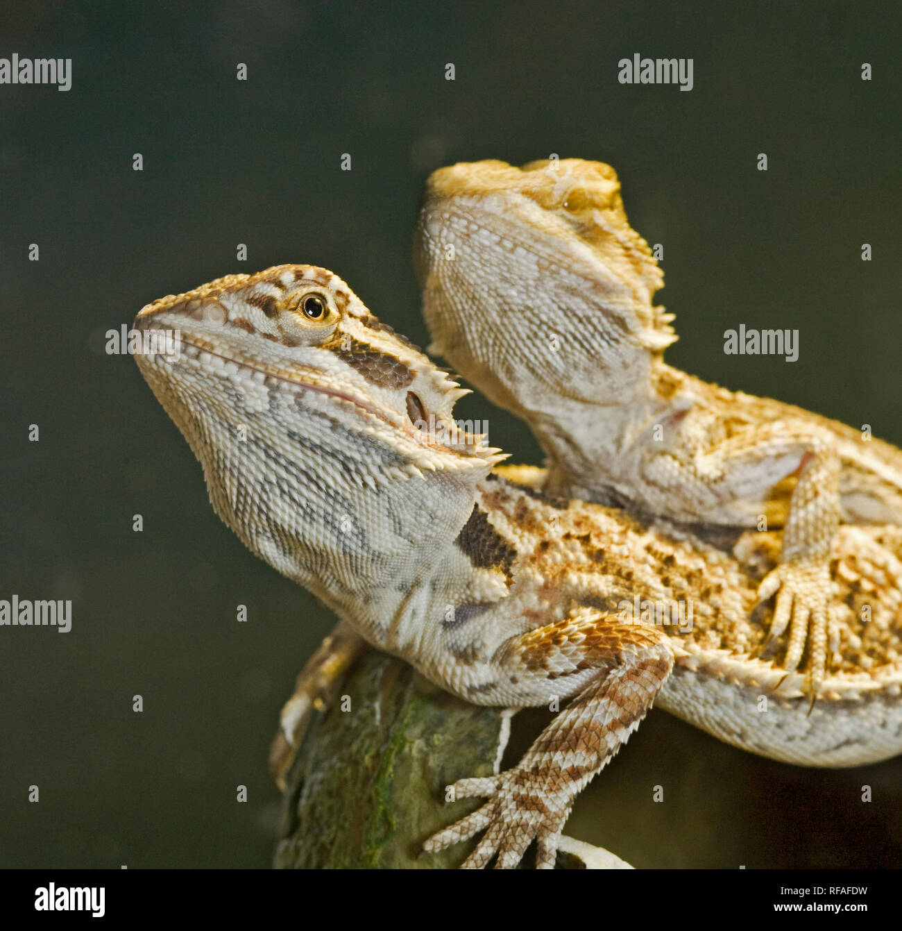 A pair of bearded dragon lizards, common in the bushland of Australia. Stock Photo
