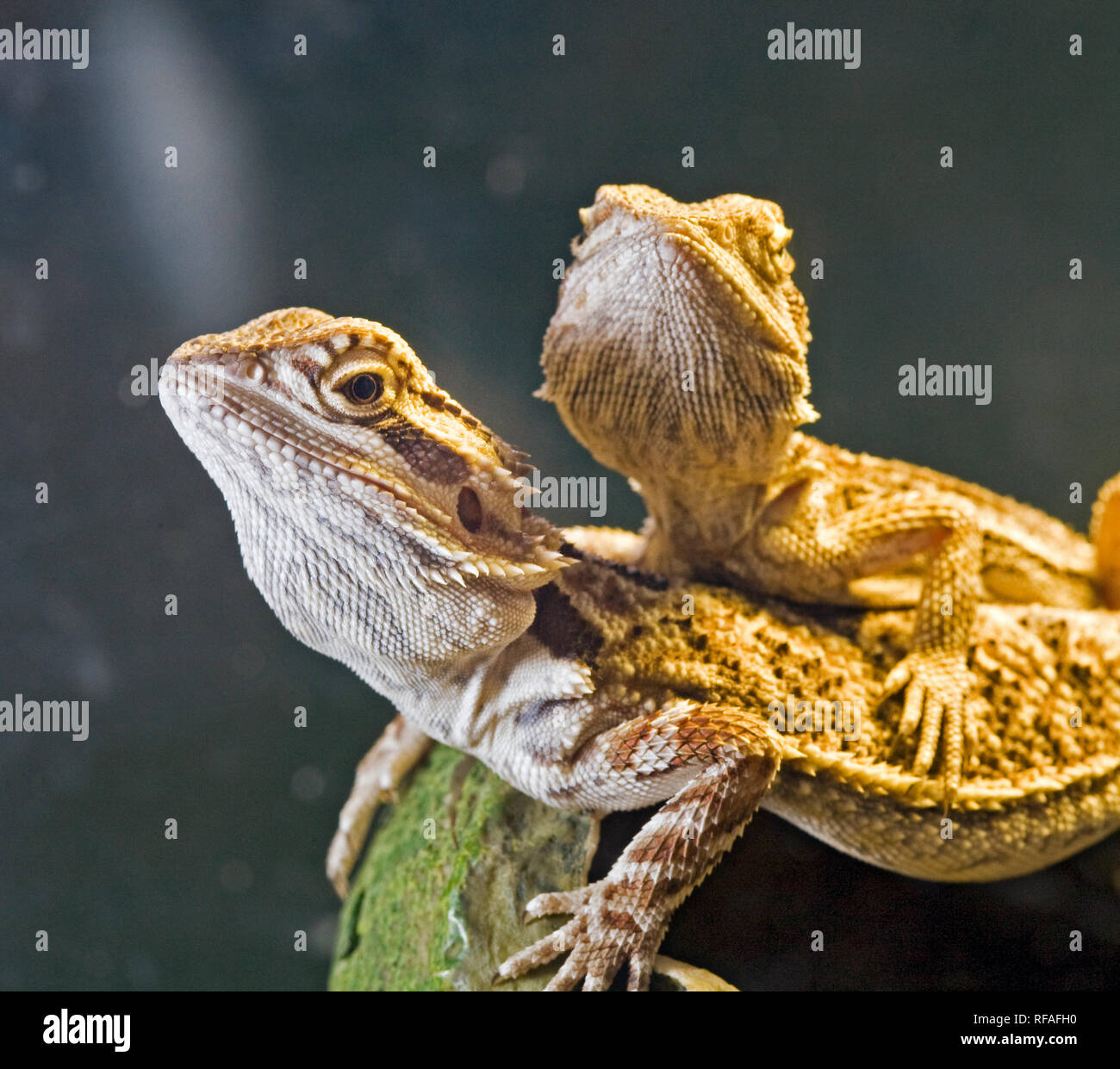 Central Bearded Dragon - The Australian Museum