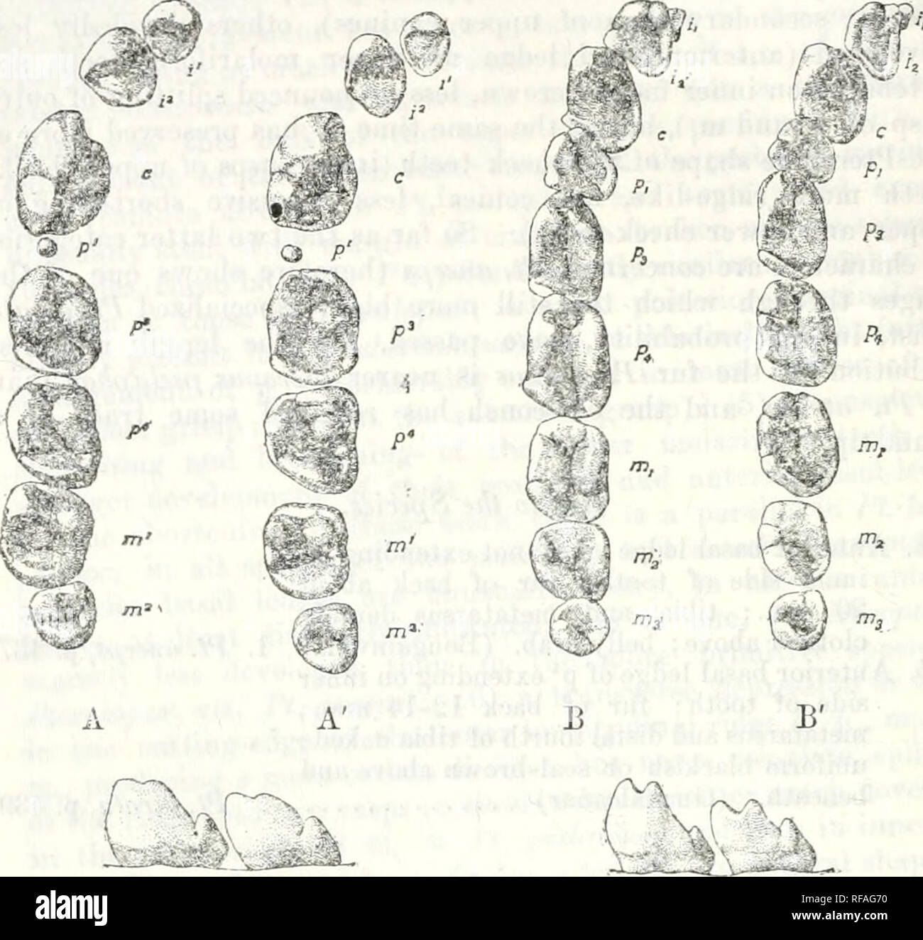. Catalogue of the Chiroptera in the collection of the ... Museum. 438 pteralopex ANCErS. cusp not essentially different from that of p' of a Pteropvs, i.e. ridgc-like and constituting inner wall of tooth, not conical and pressed inward ou crushing surface, p^ and m' rather similar m general structure to p''.—Pj, p., and m, less shortened than in Ft. utraia, about one-half longer than broad. A shallow notch in cutting edge of outer main cusp of p^ and m, (fig. -^, C) ; inner main cusps of same teeth more ridge-like, less cusp-like (conical). U C' rig. 22.—A, upper right, B, lower left tooth-ro Stock Photo