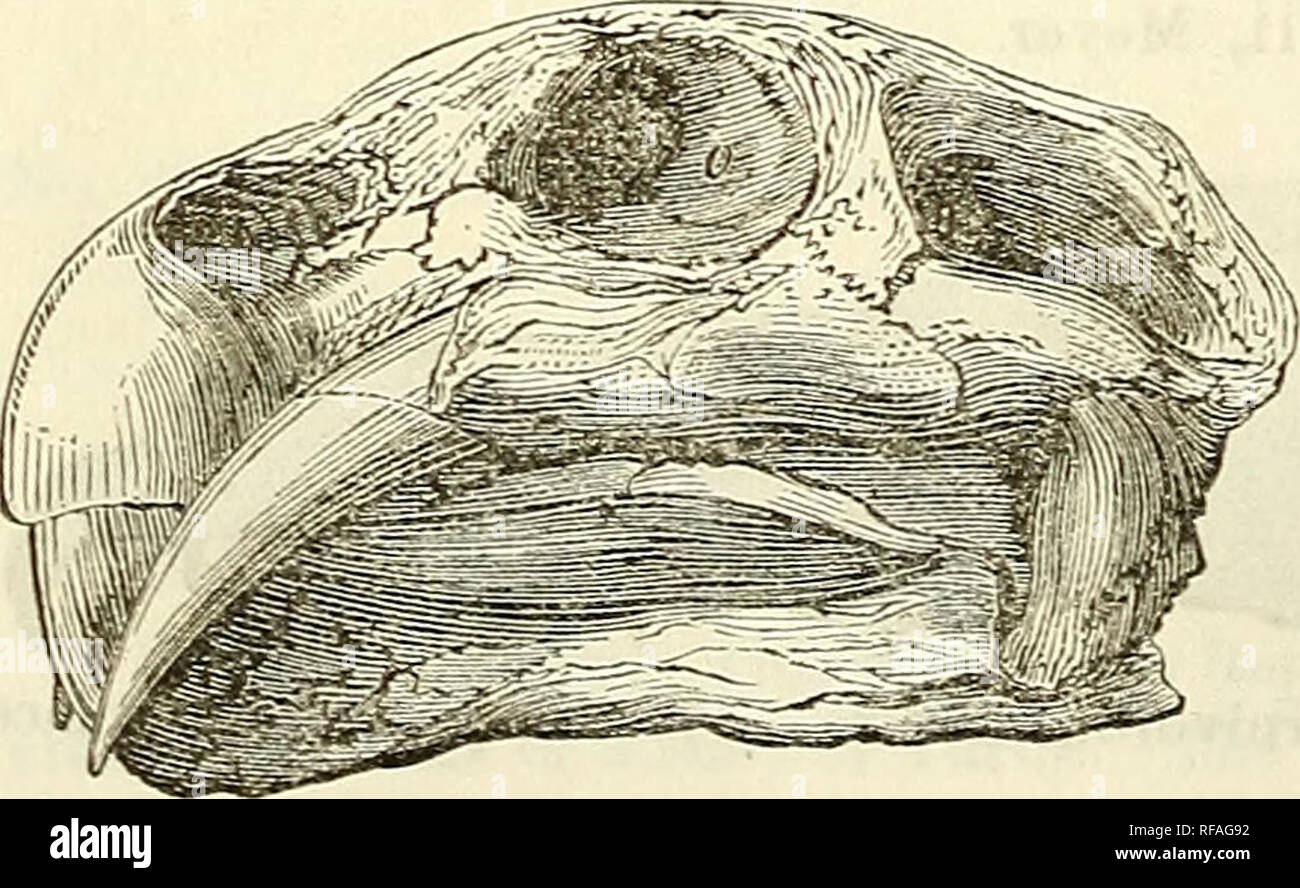 Sebecus Skeleton . Catalogue of casts of fossils, from the principal museums of Europe ...
