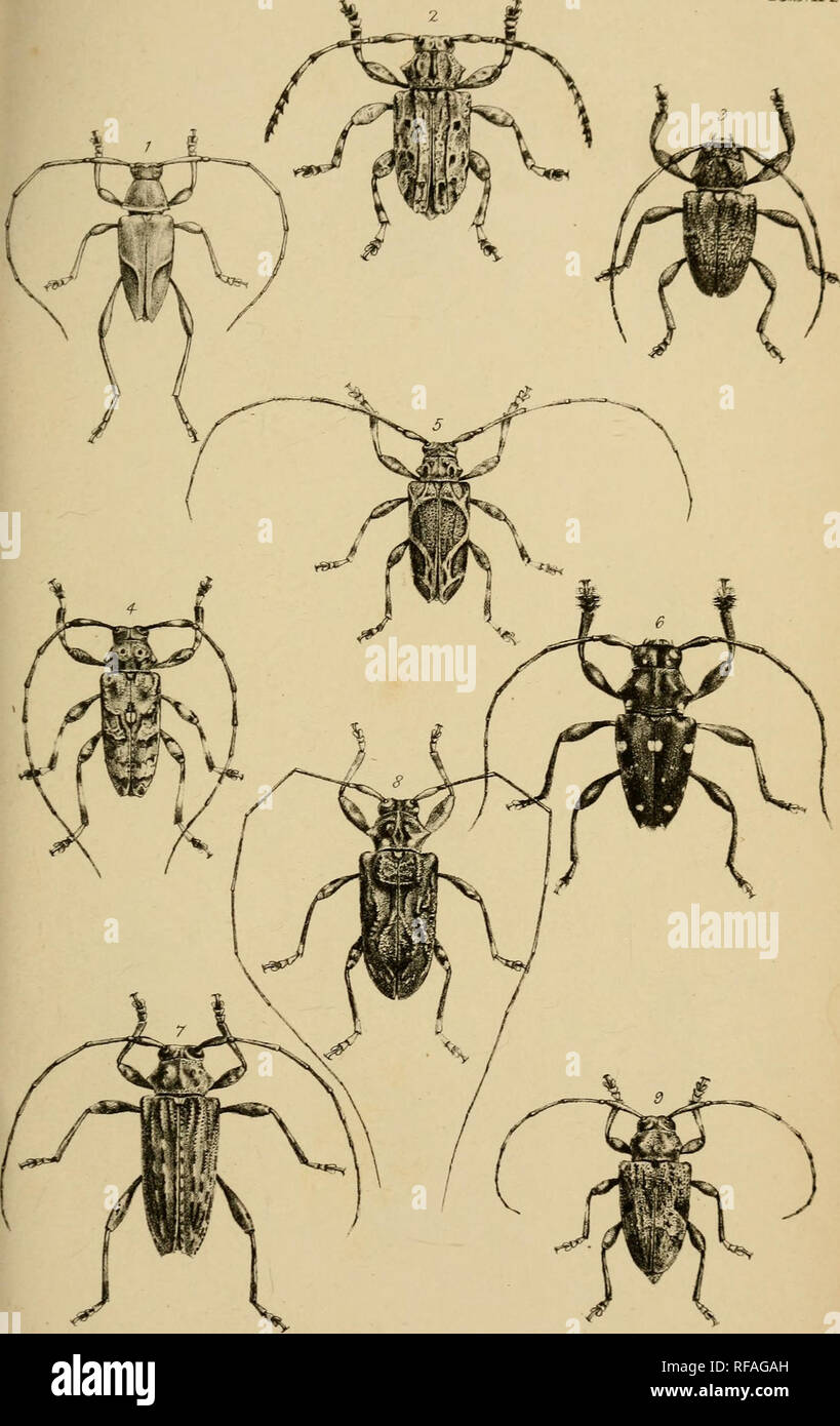 . Catalogue of coleopterous insects in the collection of the British Museum. British Museum (Natural History). Dept. of Zoology; Beetles. G.ILFcrl lak.ad. nat Ford J West Imp. Please note that these images are extracted from scanned page images that may have been digitally enhanced for readability - coloration and appearance of these illustrations may not perfectly resemble the original work.. British Museum (Natural History). Dept. of Zoology; White, Adam, 1817-1879; Smith, Frederick, 1806?-1879; Boheman, C. H. (Carl Henrik), 1796-1868. London : Printed by order of the Trustees Stock Photo