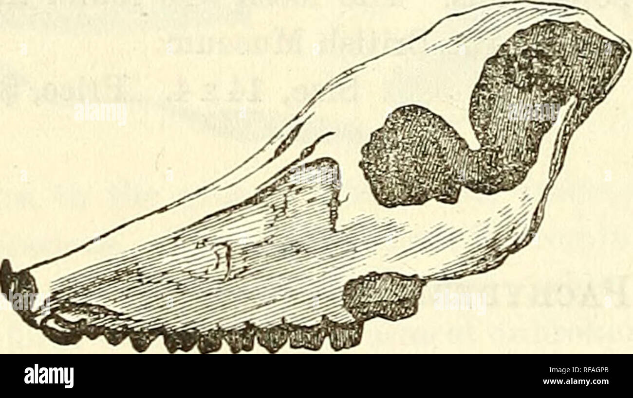 . Catalogue of casts of fossils, from the principal museums of Europe ...