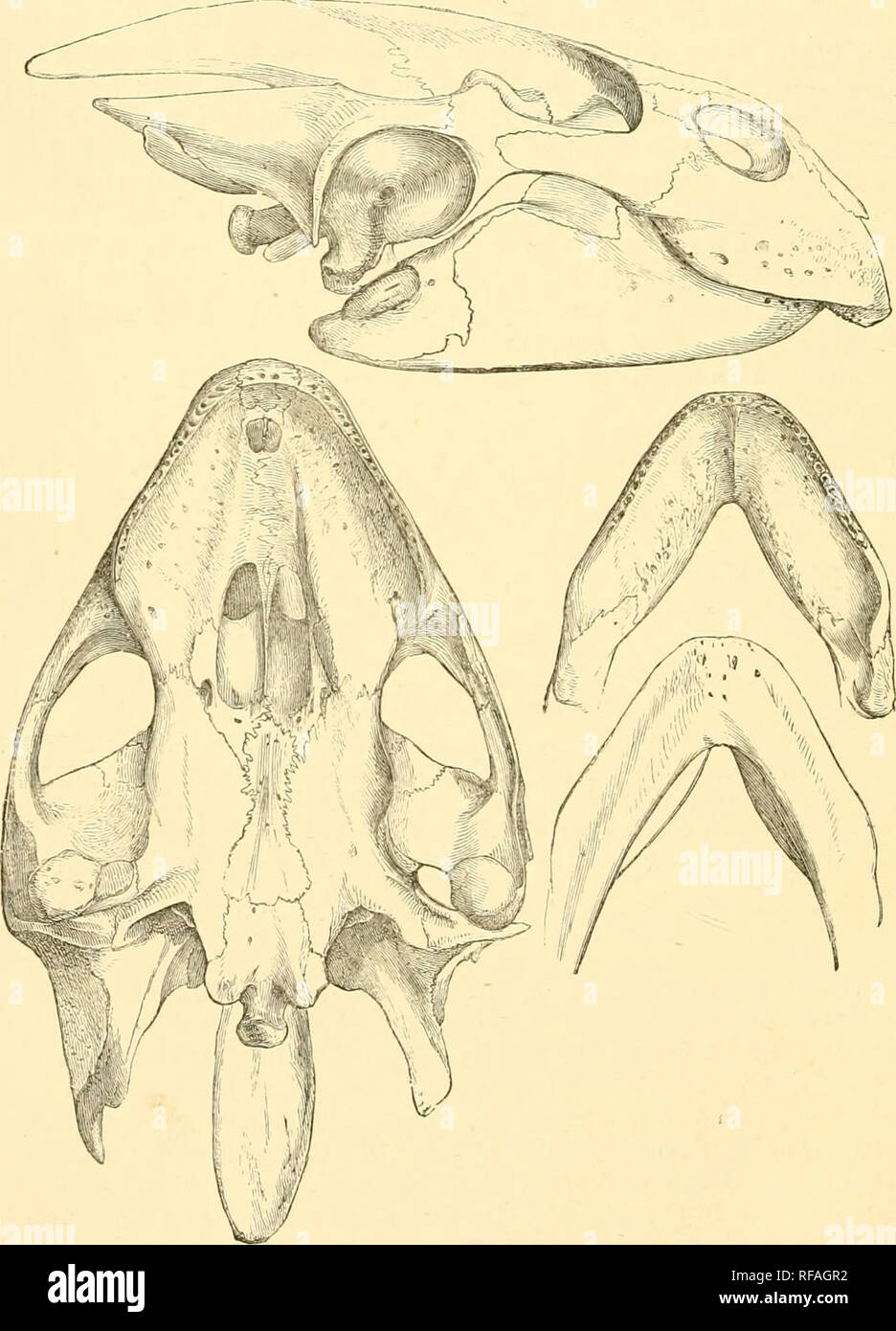 . Catalogue of the chelonians, rhynchocephalians, and crocodiles in the British museum (Natural history). Chelonia (Genus); Rhynchocephalia; Crocodiles. 252 TRIONTCHID^. Length of dorsal disk 50 centim. Burma; Java ? a. Ad., skull Araccan range, W. of Pegu. W. Theobald, Esq. [C.]. Si, shell. h. Hgr., skull Pegu. &amp; shell. c. Yg., skull. Pegu. d. Ad., skull. Java ? Shell presented by the Council of the Bristol Museum. (Type.) W. Theobald, Esq. [P.]. W. Theobald, Esq. [P.]. (Type of T. jeudi.) .Fiff. fi6.. Skull of Trionyx pluujrii. (From Gray, P. Z. S. 1869.). Please note that these images a Stock Photo