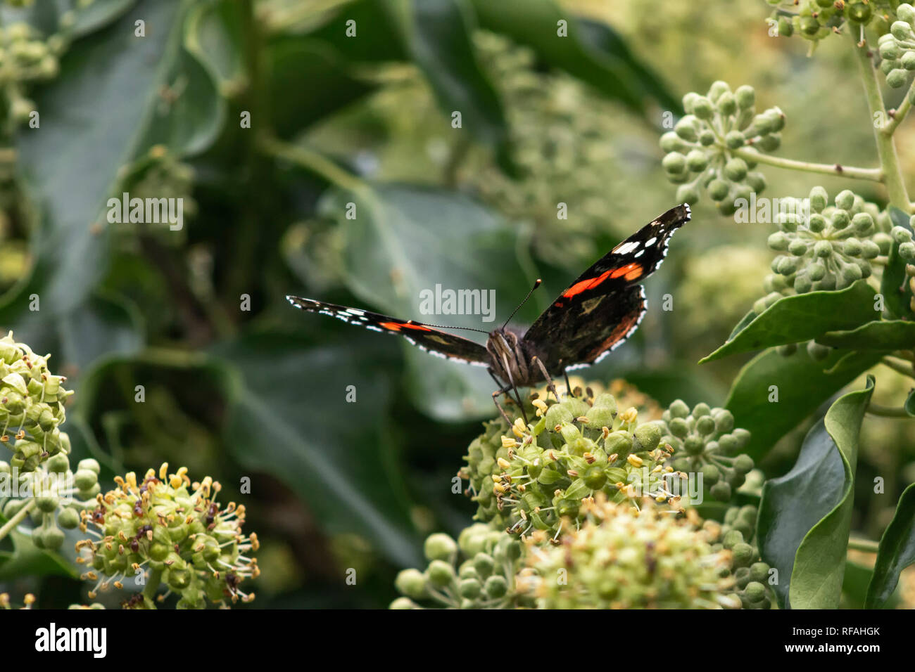 Close up of a red admiral butterfly Stock Photo