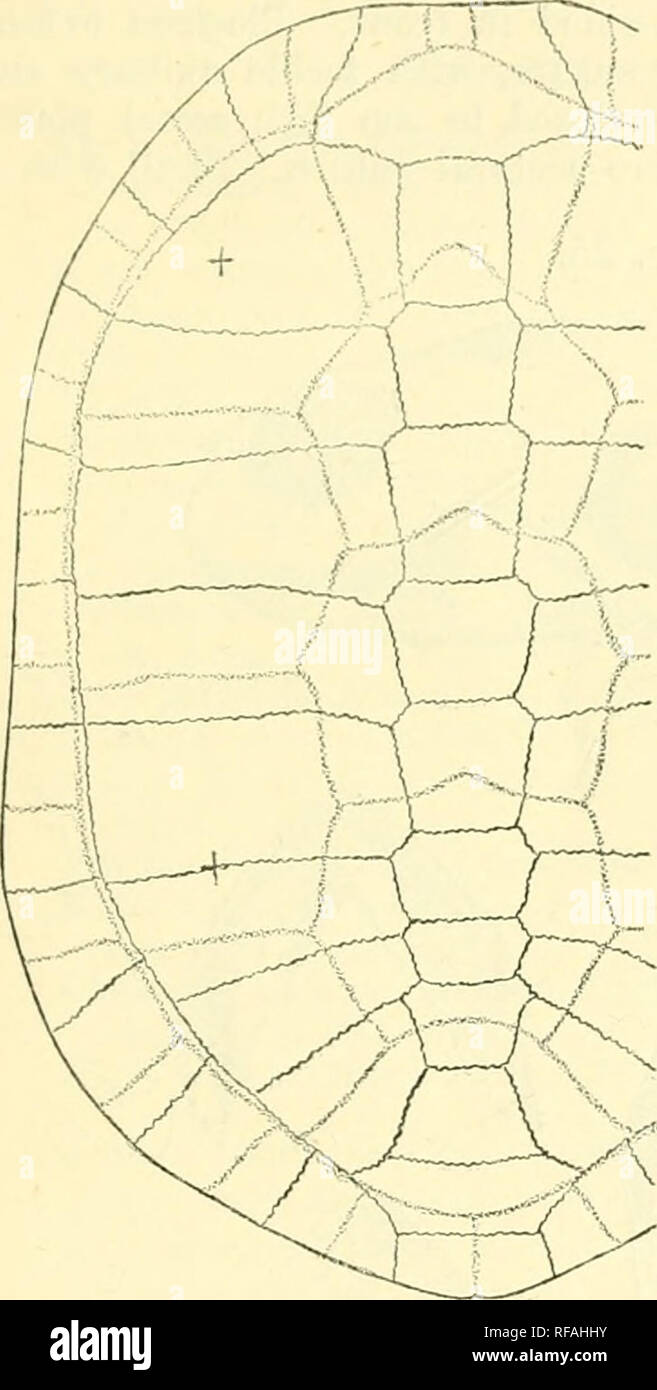 . Catalogue of the chelonians, rhynchocephalians, and crocodiles in the ...