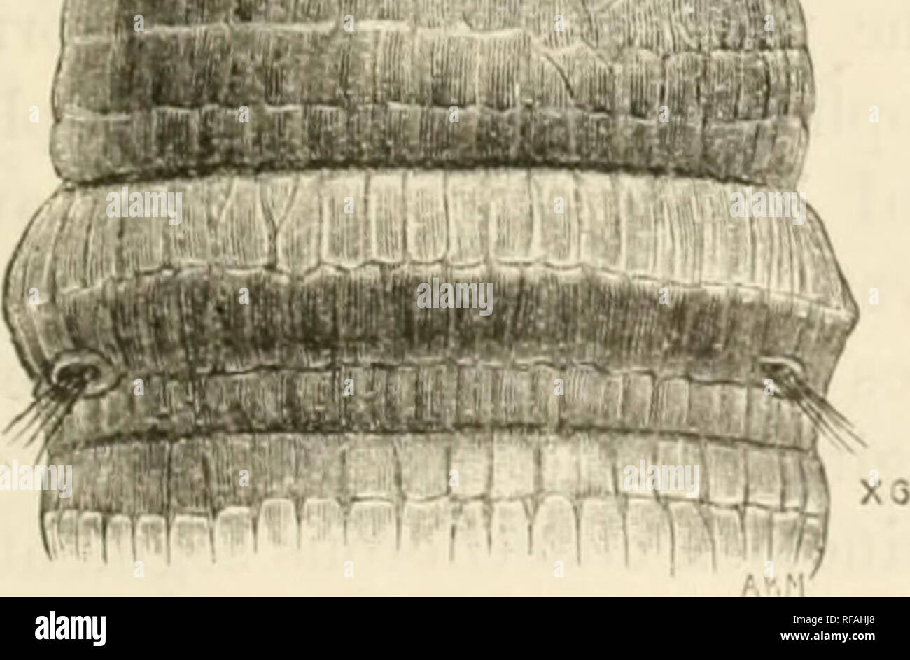 . Catalogue of the Chaetopoda in the British Museum (Natural History). Oligochaeta; Polychaeta. i'iii. 56.—A. assimiliji var. affinia, from Otago Harbour, N.Z. Anterior end, dorsal aspect; the buccal mass and pharjTix are fully pro- truded, and the prostomiuni is well extended St.O. External aperture of statocyst.. Fig. 57.—A. assimilis! var. affinis, from the Falkland Islands. Anterior end, dorsal aspect; showing prostomium very fully ex- tended, exposing to view the median pos- terior part (P.), which is usually hidden in the nuchal organ ; M. Median ; L. Lateral lobe of prostomium ; ST.O. E Stock Photo
