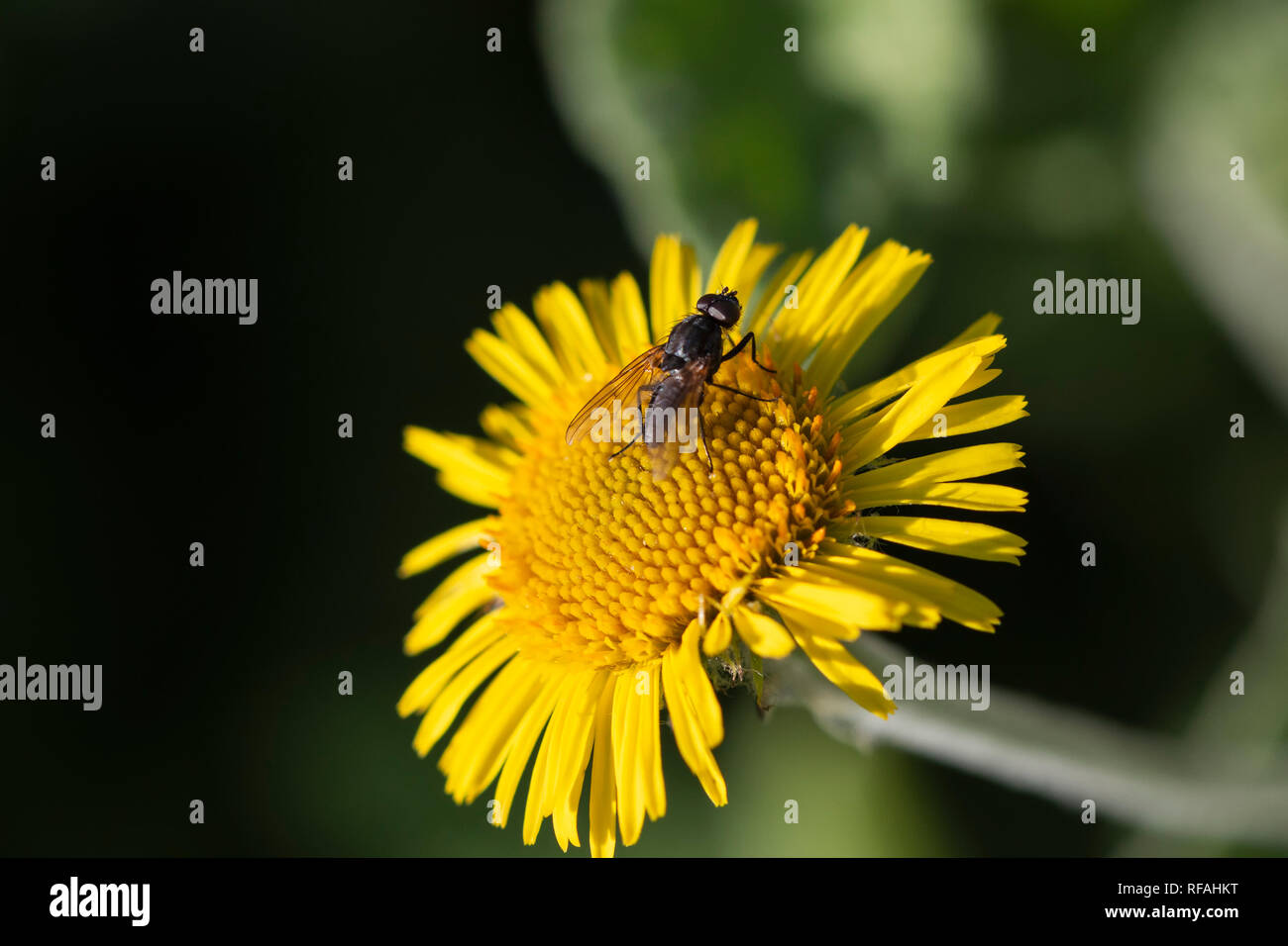Small black fly on a yellow flower Stock Photo