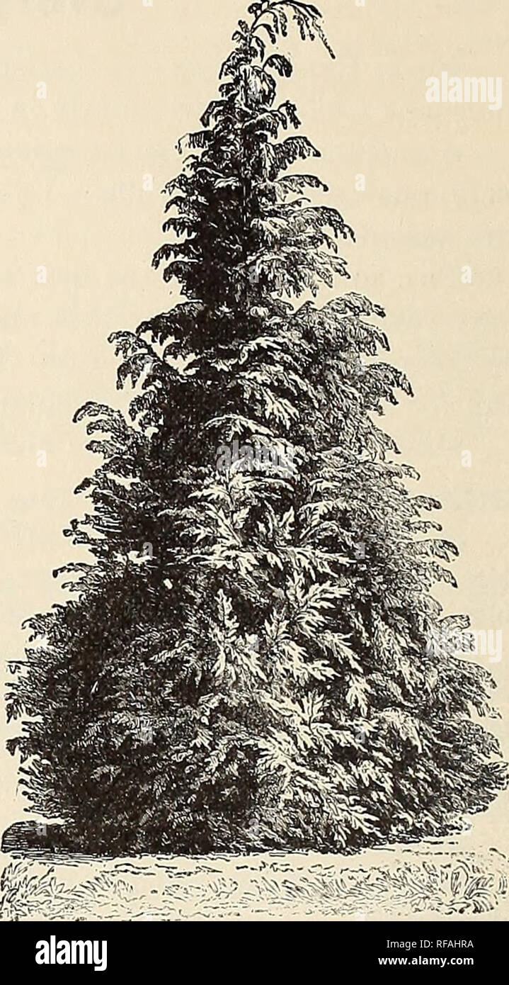 . Catalogue of choice hardy trees shrubs roses and plants. Nurseries (Horticulture) New York (State) New York Catalogs; Trees Seedlings Catalogs; Plants, Ornamental Catalogs; Fruit Catalogs. 20 FRED. W. KELSEY, 145 BROADWAY, NEW YORK. CEDRUS Atlantica glauca.* One of the most beautiful evergreens ever sent out. Upright growth, but low branched and of compact habit, with solid foliage entirely covering the branches. Leaves very fine and of a delicate steel-blue tint, equal to the finest of the glaucous Abies pungens which in color this va- riety somewhat resembles. Perfectly hardy in Northern E Stock Photo