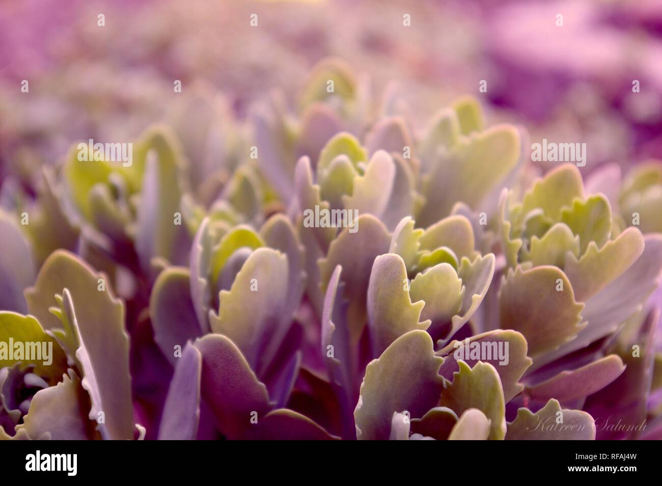 Succulents cactus forest hi-res stock photography and images - Alamy