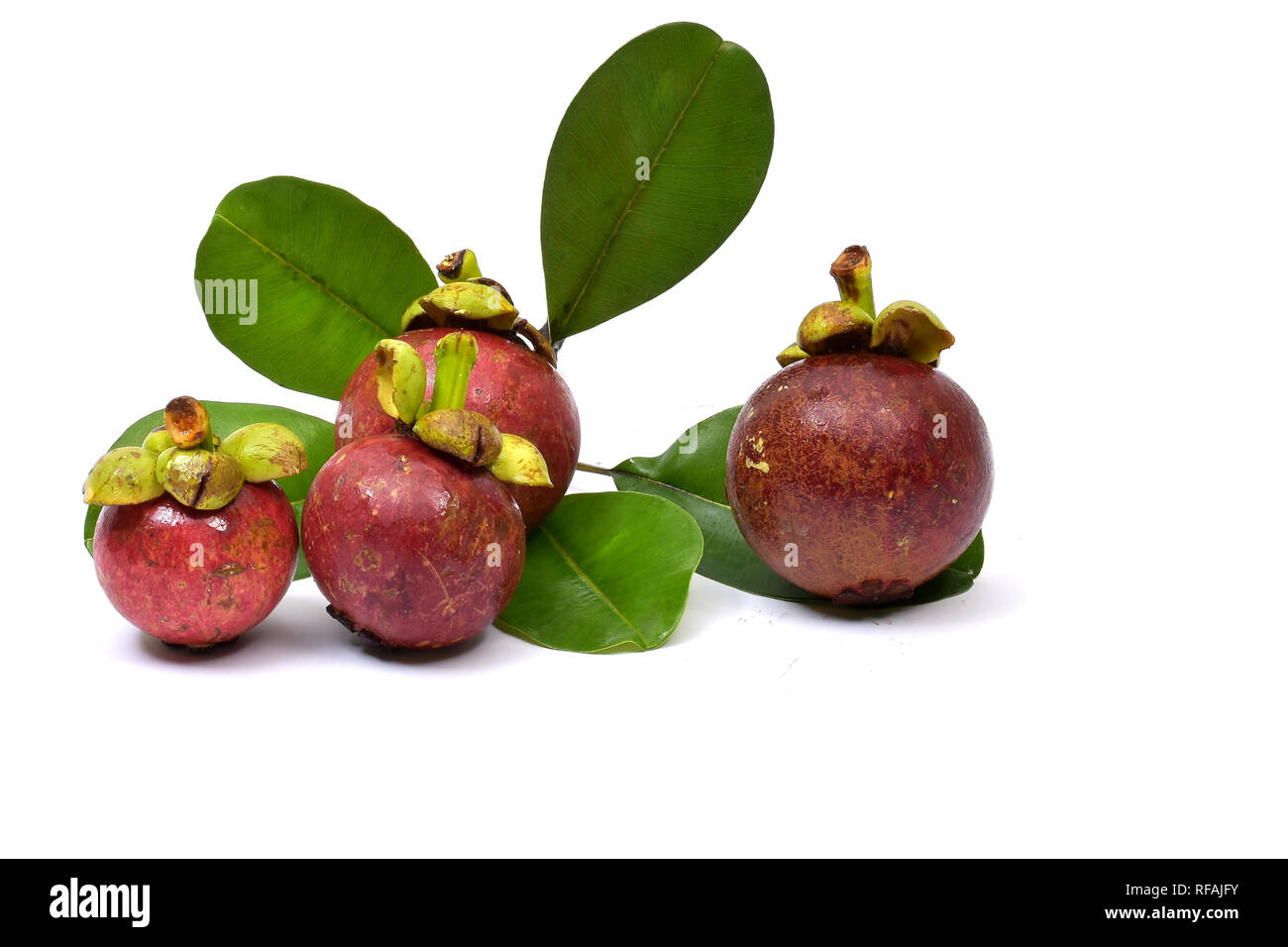 Mangosteen tree hires stock photography and images Alamy
