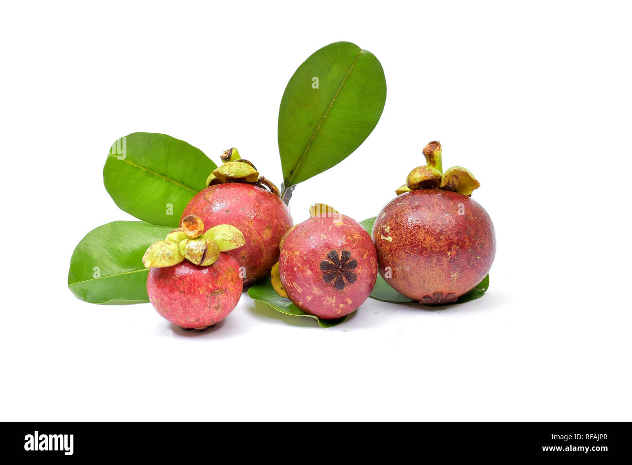 Mangosteen is a perennial green tree from the tropics that is believed