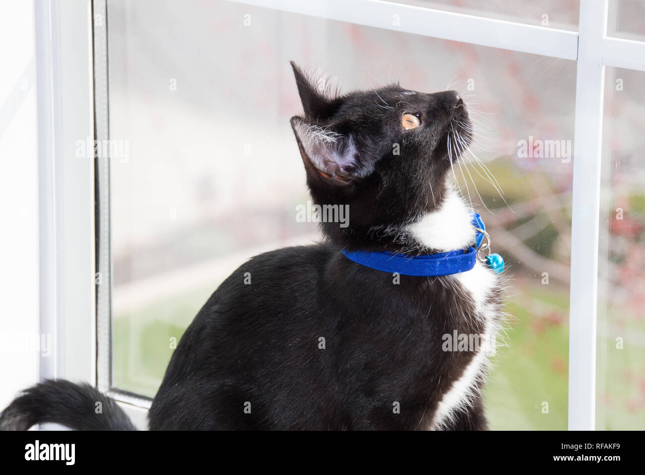 Young black and white cat sitting in the window of a bedroom Stock ...