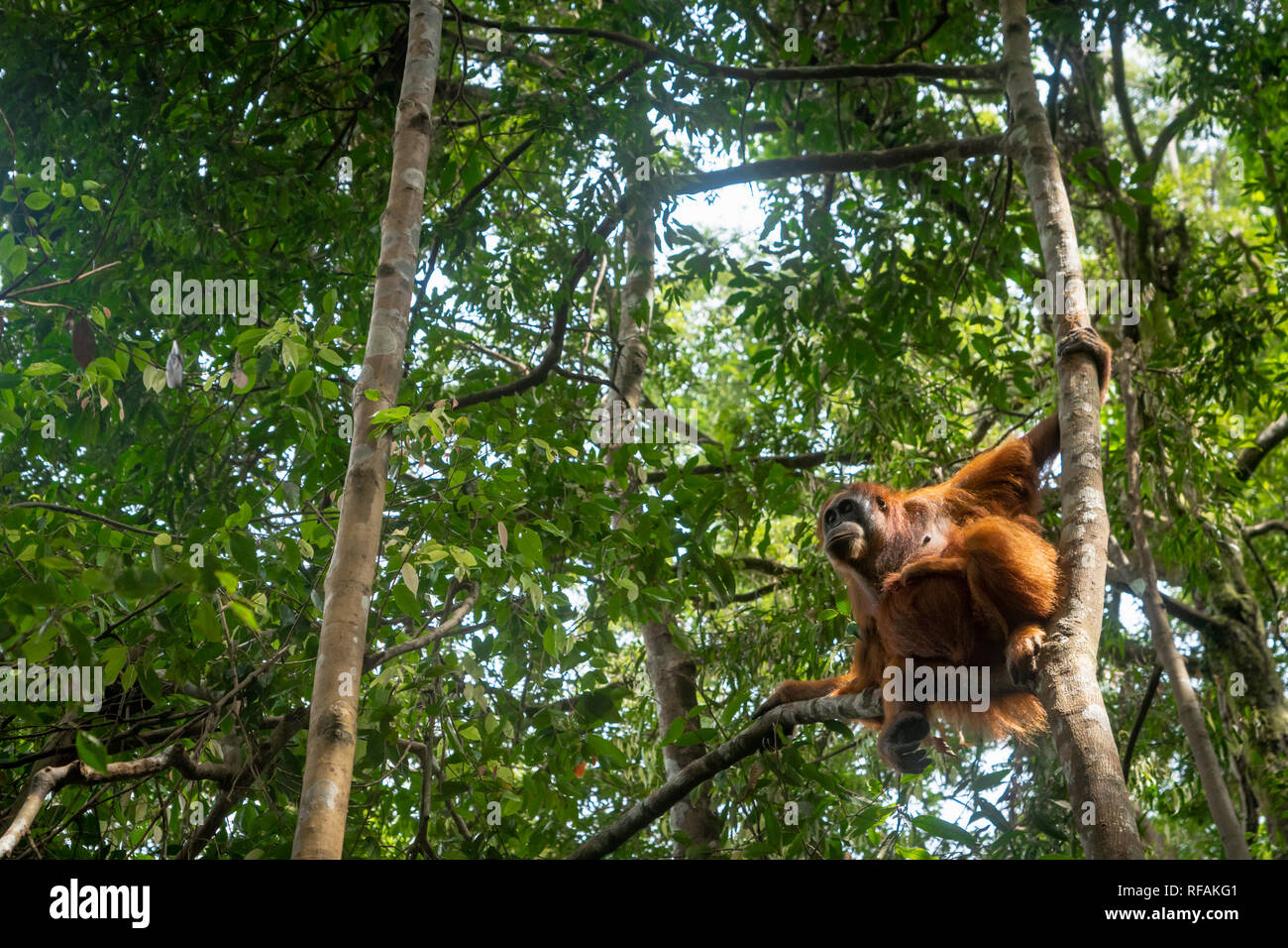 Orangutan in jungle portrait. Semi-wild female orangutan in jungle rain forest  of Bukit Lawang, North Sumatra, Indonesia. Stock Photo