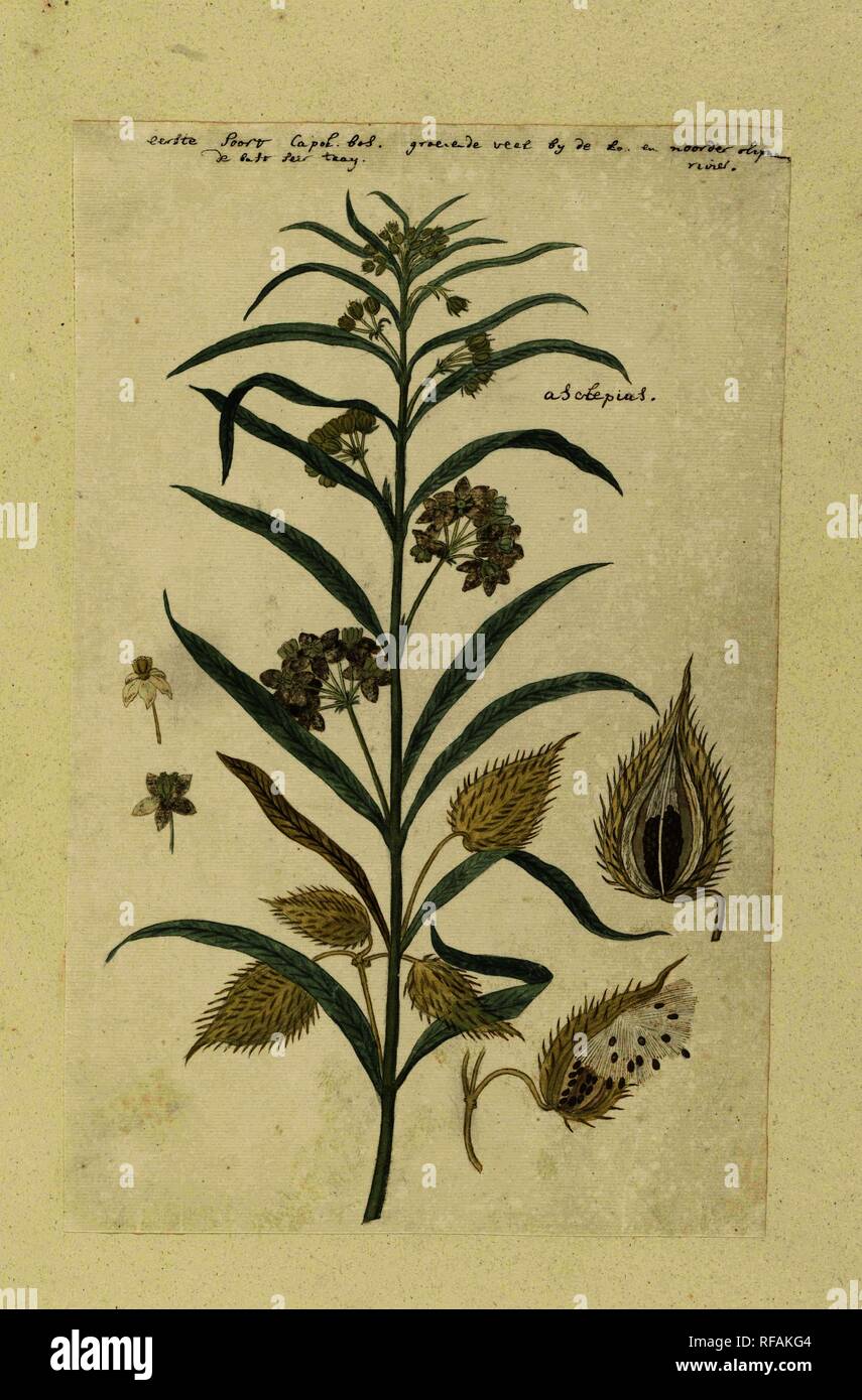 Gomphocarpus fruticosus, formerly Asclepias fruticosa (Tennis-ball milkweed). Draughtsman: Robert Jacob Gordon. Dating: Aug-1778 - Jan-1780. Measurements: h 660 mm × w 480 mm; h 355 mm × w 226 mm. Museum: Rijksmuseum, Amsterdam. Stock Photo